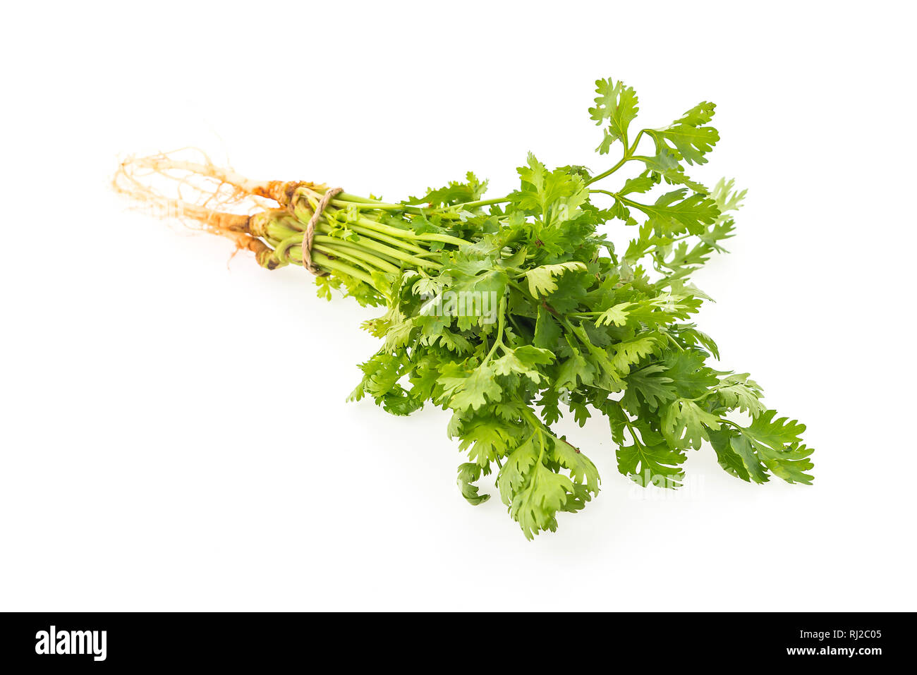 Koriandergrün Gemüse auf weißem Hintergrund Stockfoto
