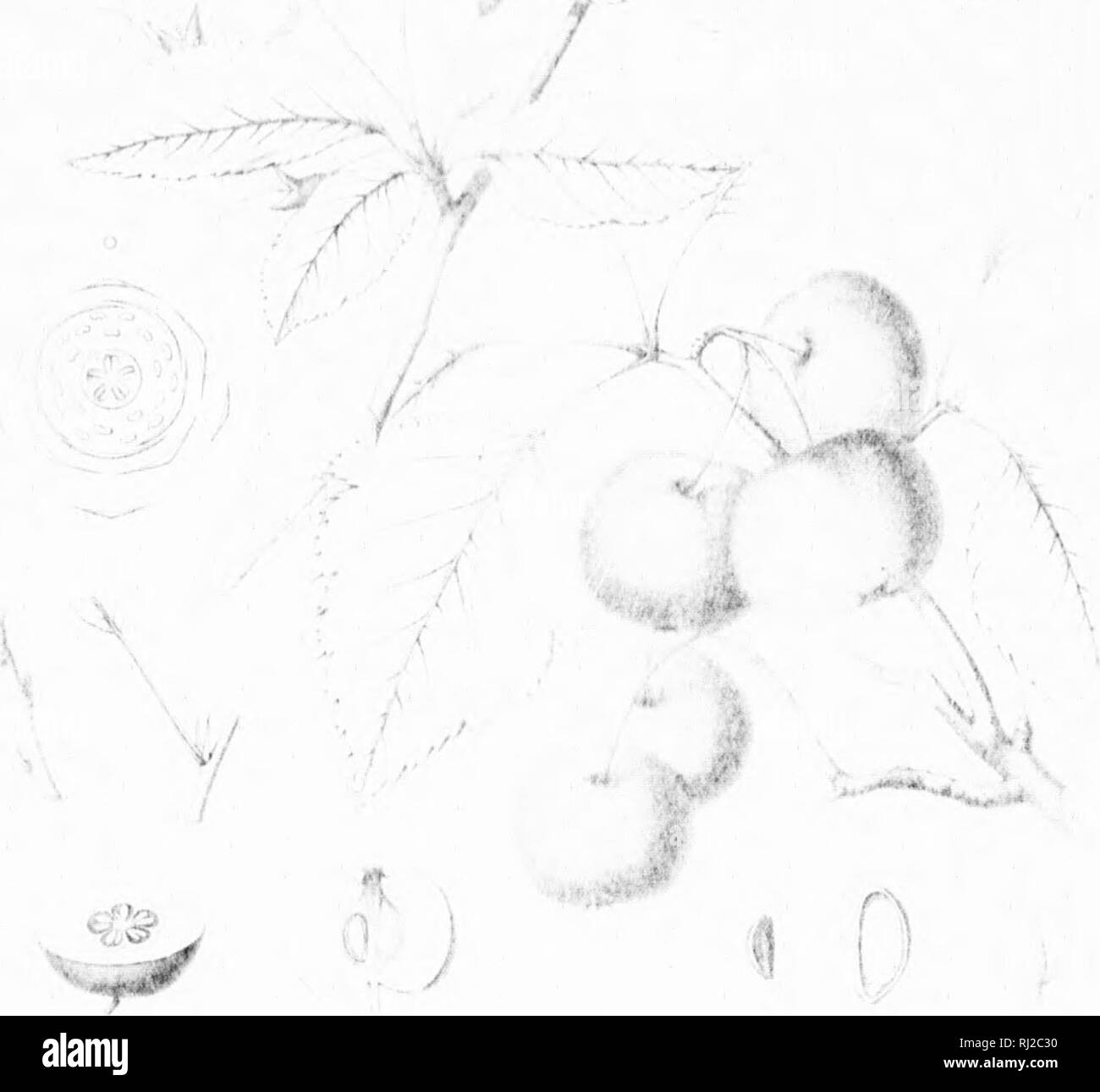 . Die Silva von Nordamerika [microform]: Eine Beschreibung der Bäume, die natürlich in Nordamerika exklusive von Mexiko wächst. Bäume; Bäume; Dicotyledons; Arbres; Arbres; Dicotylédones. H R '^'"^-, 'n*,. tj^. I f i' i I. Bitte beachten Sie, dass diese Bilder sind von der gescannten Seite Bilder, die digital für die Lesbarkeit verbessert haben mögen - Färbung und Aussehen dieser Abbildungen können nicht perfekt dem Original ähneln. extrahiert. Sargent, Charles Sprague, 1841-1897; Faxon, Charles Edward, 1846-1918. Boston; New York: Houghton Mifflin, Stockfoto