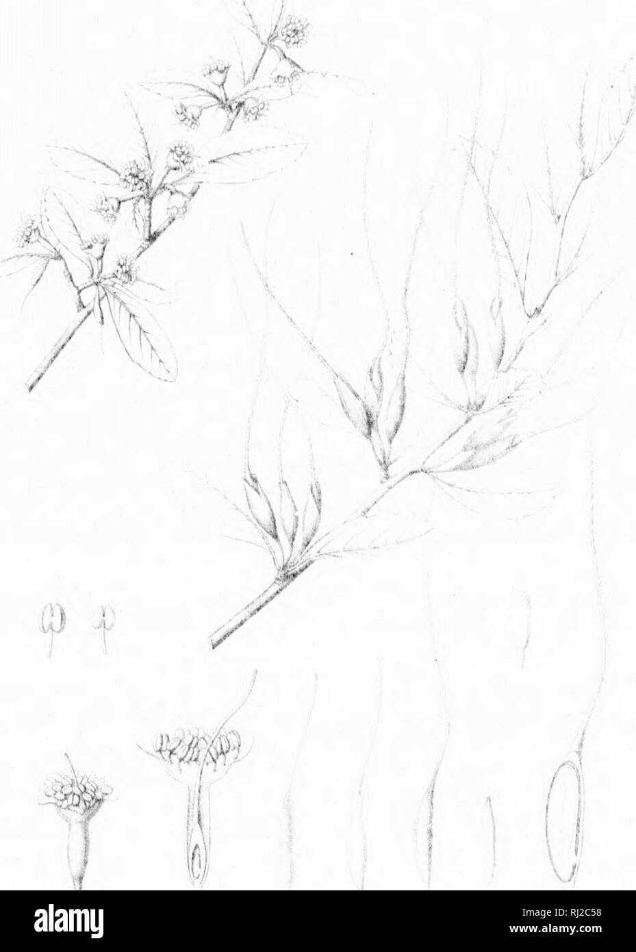 . Die Silva von Nordamerika [microform]: Eine Beschreibung der Bäume, die natürlich in Nordamerika exklusive von Mexiko wächst. Bäume; Bäume; Dicotyledons; Arbres; Arbres; Dicotylédones. '1 IJ). Bitte beachten Sie, dass diese Bilder sind von der gescannten Seite Bilder, die digital für die Lesbarkeit verbessert haben mögen - Färbung und Aussehen dieser Abbildungen können nicht perfekt dem Original ähneln. extrahiert. Sargent, Charles Sprague, 1841-1897; Faxon, Charles Edward, 1846-1918. Boston; New York: Houghton Mifflin, Stockfoto