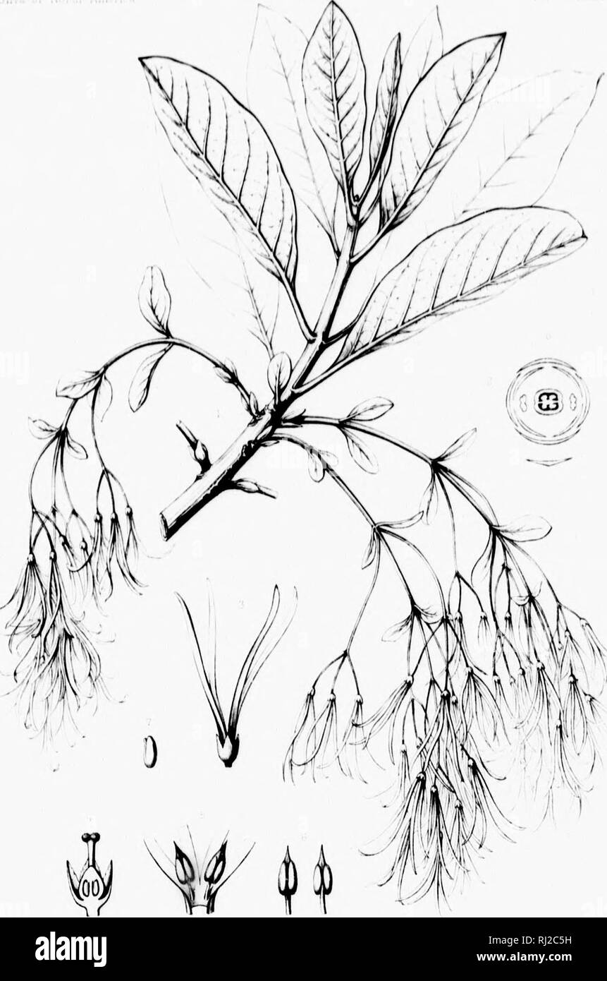 . Die Silva von Nordamerika [microform]: Eine Beschreibung der Baum, natürlich in Nordamerika exklusive von Mexiko wächst. Bäume; Bäume; Dicotyledons; Arbres; Arbres; DicotylÃ © dones. M CHIONANTHJ 'VIRGINICA. Ich. â¢/.... Bitte beachten Sie, dass diese Bilder sind von der gescannten Seite Bilder, die digital für die Lesbarkeit verbessert haben mögen - Färbung und Aussehen dieser Abbildungen können nicht perfekt dem Original ähneln. extrahiert. Sargent, Charles Sprague, 1841-1897; Faxon, Charles Edward, 1846-1918. Boston; New York: Houghton Mifflin, Stockfoto