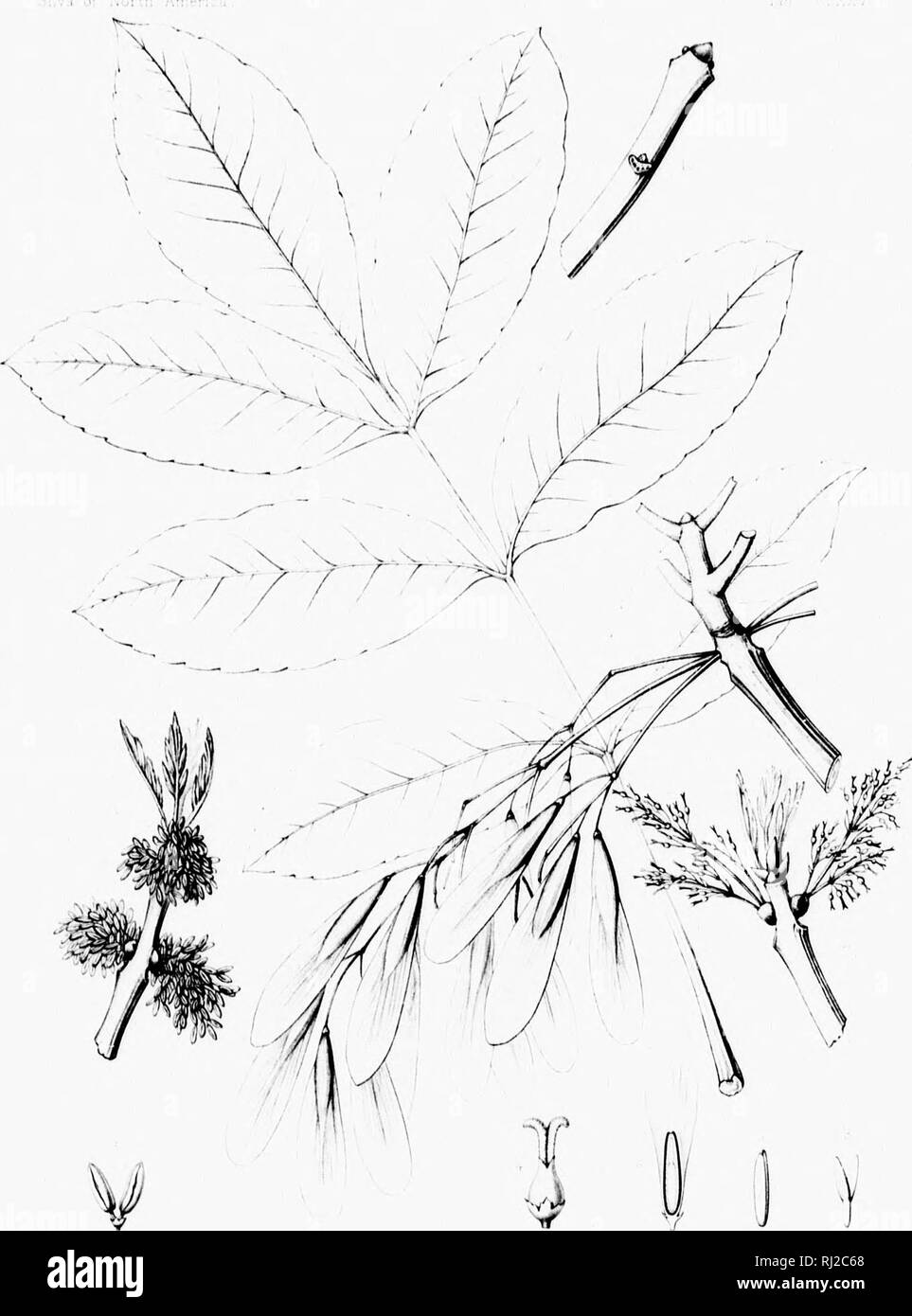 . Die Silva von Nordamerika [microform]: Eine Beschreibung der Baum, natürlich in Nordamerika exklusive von Mexiko wächst. Bäume; Bäume; Dicotyledons; Arbres; Arbres; DicotylÃ © dones. ; I i Il ich FRAXINUS ORLGONA •^ ffj/itrr^ t.r //./Â".â'. Bitte beachten Sie, dass diese Bilder sind von der gescannten Seite Bilder, die digital für die Lesbarkeit verbessert haben mögen - Färbung und Aussehen dieser Abbildungen können nicht perfekt dem Original ähneln. extrahiert. Sargent, Charles Sprague, 1841-1897; Faxon, Charles Edward, 1846-1918. Boston; New York: Houghton Mifflin, Stockfoto