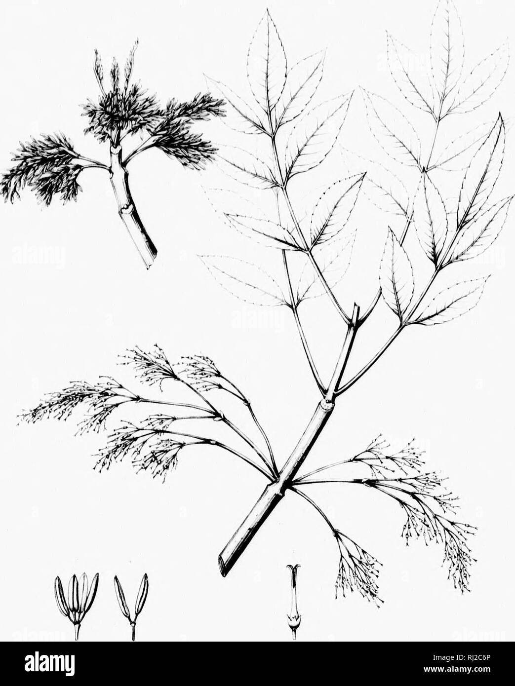 . Die Silva von Nordamerika [microform]: Eine Beschreibung der Baum, natürlich in Nordamerika exklusive von Mexiko wächst. Bäume; Bäume; Dicotyledons; Arbres; Arbres; Dicotylédones. Ich ^1. FRAX 1 NU 5 CAROLINIANA.1. Bitte beachten Sie, dass diese Bilder sind von der gescannten Seite Bilder, die digital für die Lesbarkeit verbessert haben mögen - Färbung und Aussehen dieser Abbildungen können nicht perfekt dem Original ähneln. extrahiert. Sargent, Charles Sprague, 1841-1897; Faxon, Charles Edward, 1846-1918. Boston; New York: Houghton Mifflin, Stockfoto
