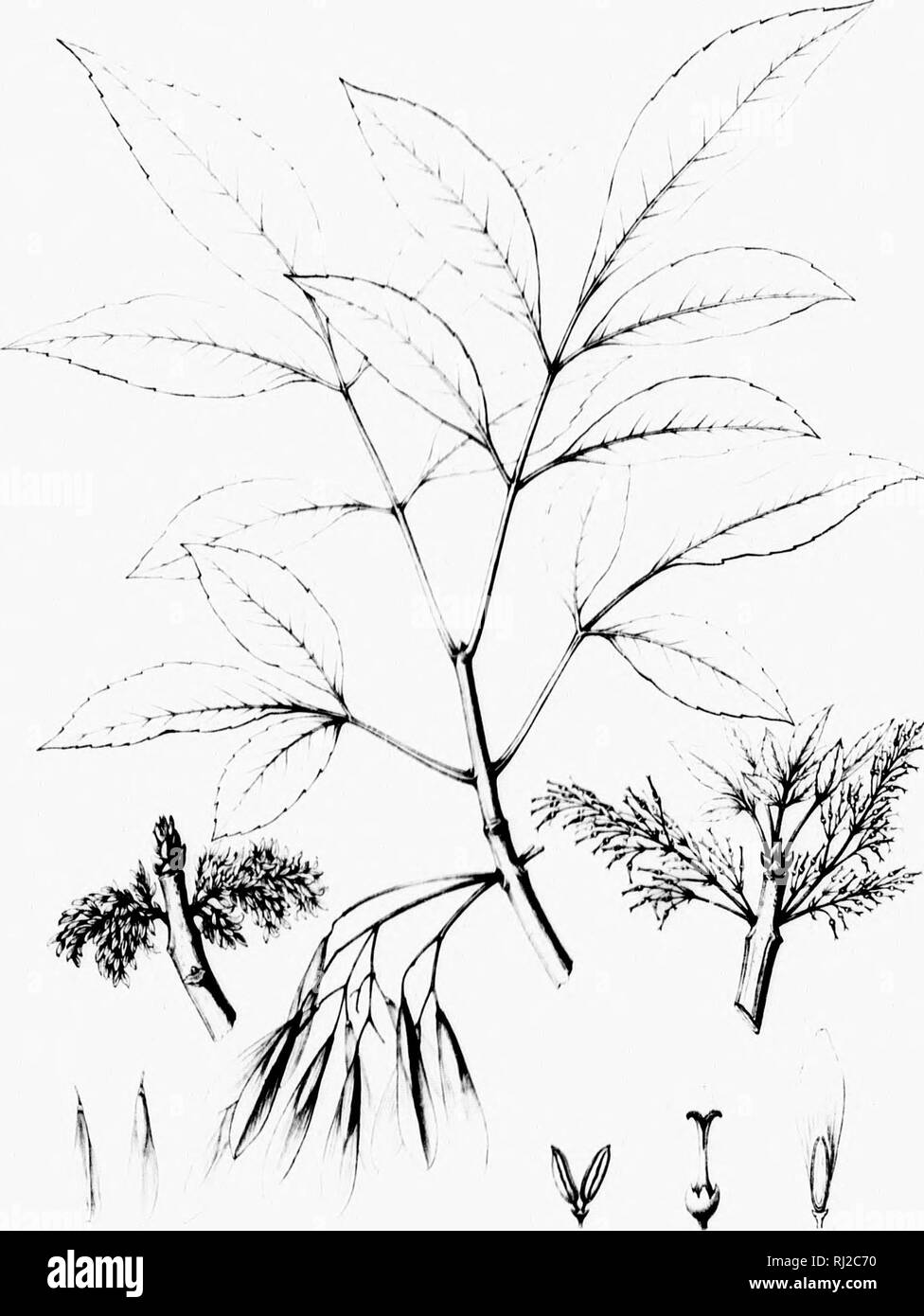 . Die Silva von Nordamerika [microform]: Eine Beschreibung der Baum, natürlich in Nordamerika exklusive von Mexiko wächst. Bäume; Bäume; Dicotyledons; Arbres; Arbres; DicotylÃ © dones. '^1 1 Ivi' I I'i,:':. n.:. Ich&gt; i, 1 U:.:,. KKAXltlll;. Ich'. hl'l. AIllilKHlAMA. Bitte beachten Sie, dass diese Bilder sind von der gescannten Seite Bilder, die digital für die Lesbarkeit verbessert haben mögen - Färbung und Aussehen dieser Abbildungen können nicht perfekt dem Original ähneln. extrahiert. Sargent, Charles Sprague, 1841-1897; Faxon, Charles Edward, 1846-1918. Boston; New York: Houghton, Stockfoto