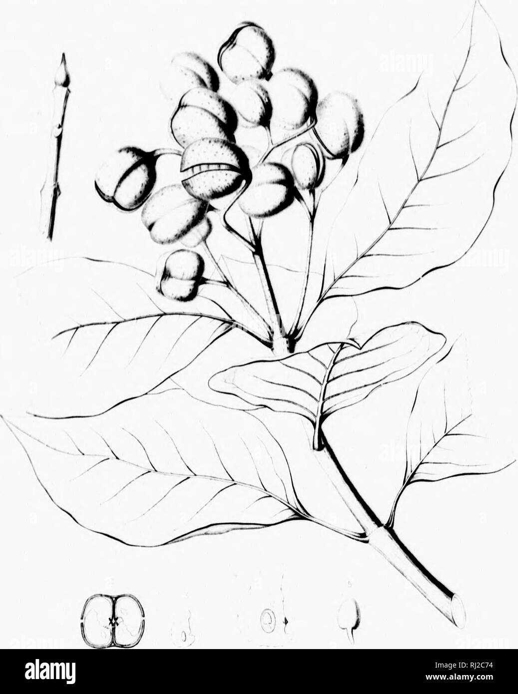 . Die Silva von Nordamerika [microform]: Eine Beschreibung der Bäume, die natürlich in Nordamerika exklusive von Mexiko wächst. Bäume; Bäume; Dicotyledons; Arbres; Arbres; DicotylÃ © dones. PINCKNEYA PUBENS U I f'&lt;^, ich â¢ t.'u. -,-/v.v./-. itri'. r' ich." Fil-,*^^ Ich. Bitte beachten Sie, dass diese Bilder sind von der gescannten Seite Bilder, die digital für die Lesbarkeit verbessert haben mögen - Färbung und Aussehen dieser Abbildungen können nicht perfekt dem Original ähneln. extrahiert. Sargent, Charles Sprague, 1841-1897; Faxon, Charles Edward, 1846-1918. Boston; New York: Houghton, Mif Stockfoto