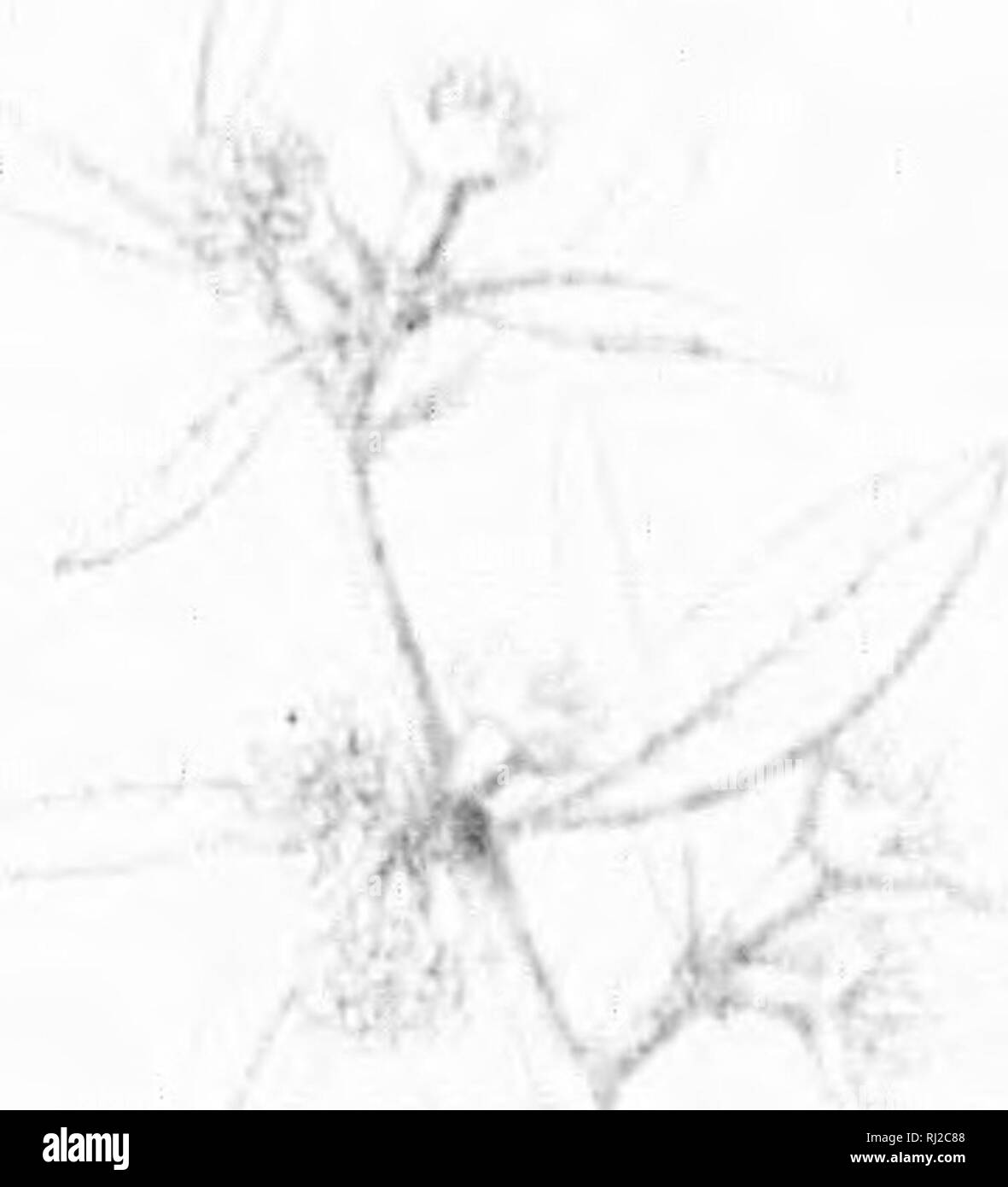 . Die Silva von Nordamerika [microform]: Eine Beschreibung der Bäume, die natürlich in Nordamerika exklusive von Mexiko wächst. Bäume; Bäume; Dicotyledons; Arbres; Arbres; Dicotylédones. y ein. Ein 'I. Bitte beachten Sie, dass diese Bilder sind von der gescannten Seite Bilder, die digital für die Lesbarkeit verbessert haben mögen - Färbung und Aussehen dieser Abbildungen können nicht perfekt dem Original ähneln. extrahiert. Sargent, Charles Sprague, 1841-1897; Faxon, Charles Edward, 1846-1918. Boston; New York: Houghton Mifflin, Stockfoto