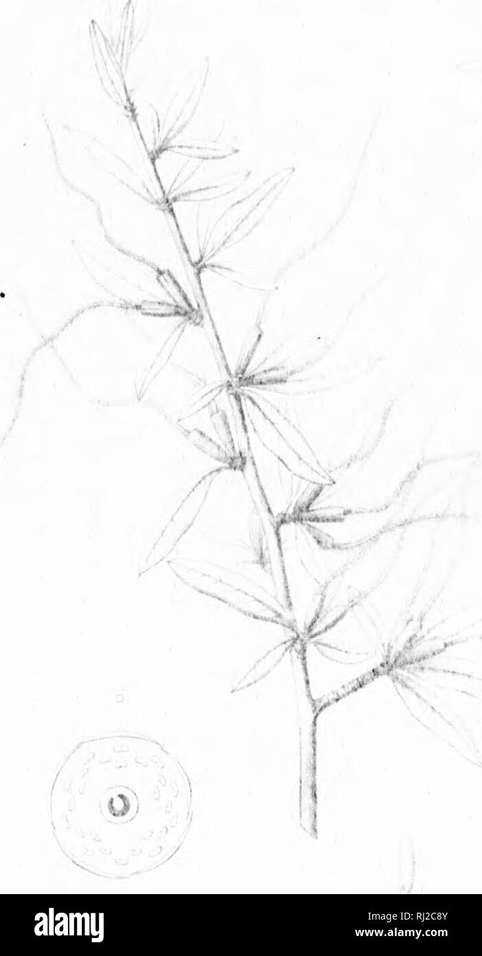 . Die Silva von Nordamerika [microform]: Eine Beschreibung der Bäume, die natürlich in Nordamerika exklusive von Mexiko wächst. Bäume; Bäume; Dicotyledons; Arbres; Arbres; iijipt Dicotylédones. Er 'Ich'. Bitte beachten Sie, dass diese Bilder sind von der gescannten Seite Bilder, die digital für die Lesbarkeit verbessert haben mögen - Färbung und Aussehen dieser Abbildungen können nicht perfekt dem Original ähneln. extrahiert. Sargent, Charles Sprague, 1841-1897; Faxon, Charles Edward, 1846-1918. Boston; New York: Houghton Mifflin, Stockfoto