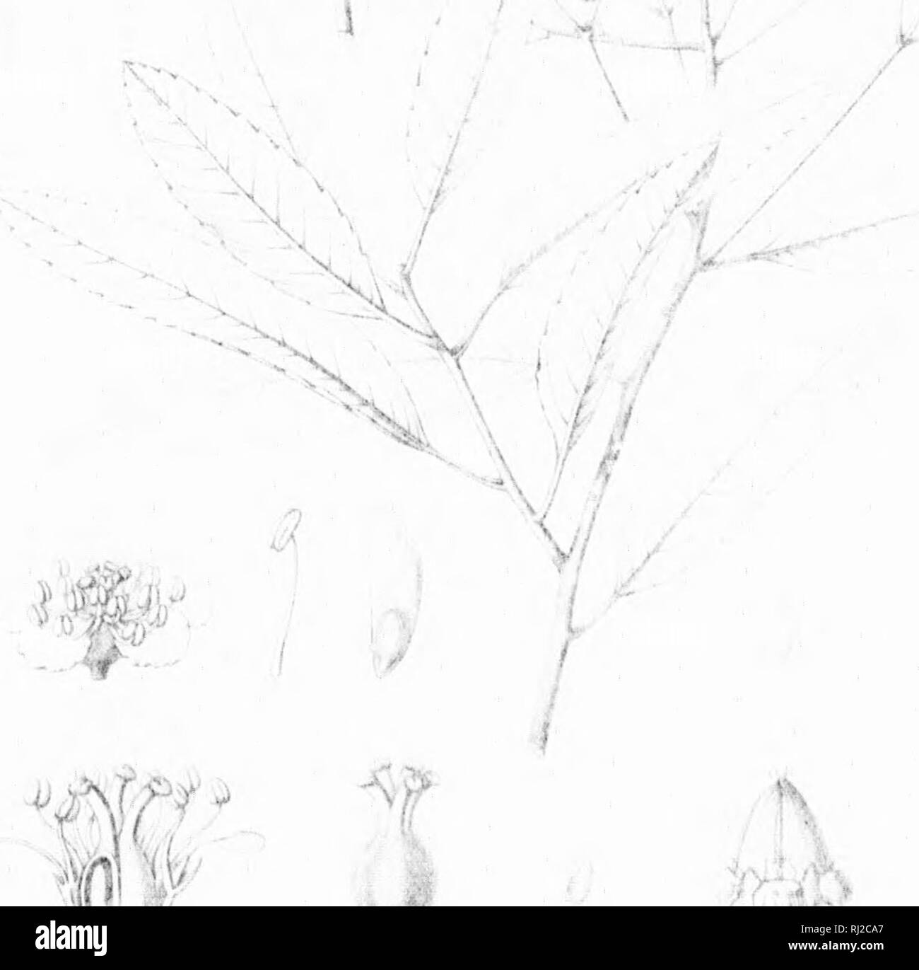 . Die Silva von Nordamerika [microform]: Eine Beschreibung der Bäume, die natürlich in Nordamerika exklusive von Mexiko wächst. Bäume; Bäume; Dicotyledons; Arbres; Arbres; Dicotylédones. r. - R A! • - Ich Ich Ich Ich. Bitte beachten Sie, dass diese Bilder sind von der gescannten Seite Bilder, die digital für die Lesbarkeit verbessert haben mögen - Färbung und Aussehen dieser Abbildungen können nicht perfekt dem Original ähneln. extrahiert. Sargent, Charles Sprague, 1841-1897; Faxon, Charles Edward, 1846-1918. Boston; New York: Houghton Mifflin, Stockfoto