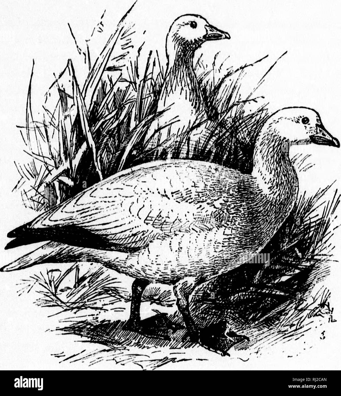 . Ein beliebtes Handbuch der Ornithologie des östlichen Nordamerika [microform]. Ornithologie; Vogelkunde; Spiel und Spiel - Vögel; Spiel und Spiel - Vögel; Wasser - Vögel; Wasser - Vögel; Ornithologie; Ornithologie; Gibier; Gibier; Oiseaux aquatiques; Oiseaux aquatiques. Mehr Snow Goose. wavey. Weiße Brent. Chen hyperborea nivalis. Char. Gefieder weiß; der Kopf gewaschen mit RUFOUS; Flügel - deckfedern und Flügel ashy Grau, letztere Schattierung zu Schwarz an den Enden; Rechnung und Füße violett-rot. Len.-^ th über 33 Zoll. In den jungen Vögel die oberen Teile blass grau sind, sind die Federn von der Rückseite mit Weiß; vump und unte Stockfoto