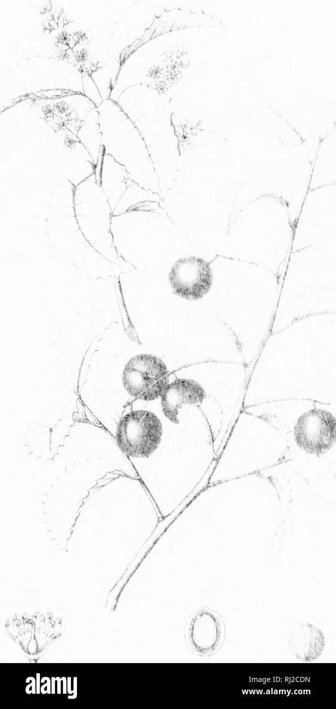 . Die Silva von Nordamerika [microform]: Eine Beschreibung der Bäume, die natürlich in Nordamerika exklusive von Mexiko wächst. Bäume; Bäume; Dicotyledons; Arbres; Arbres; Dicotylédones. f D: i I' i J II I I Bitte beachten Sie, dass diese Bilder sind von der gescannten Seite Bilder, die digital für die Lesbarkeit verbessert haben mögen - Färbung und Aussehen dieser Abbildungen können nicht perfekt dem Original ähneln. extrahiert. Sargent, Charles Sprague, 1841-1897; Faxon, Charles Edward, 1846-1918. Boston; New York: Houghton Mifflin, Stockfoto