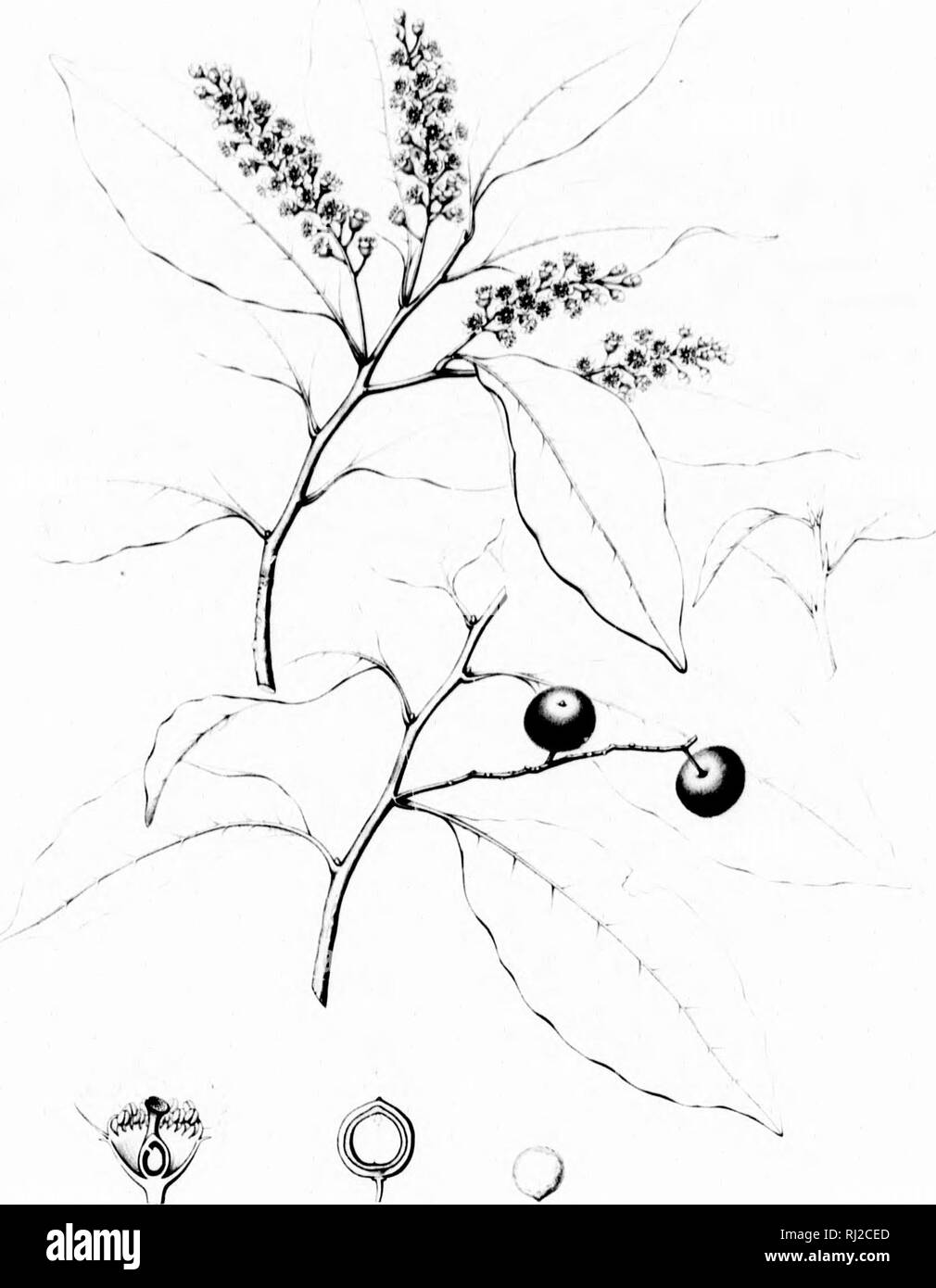 . Die Silva von Nordamerika [microform]: Eine Beschreibung der Bäume, die natürlich in Nordamerika exklusive von Mexiko wächst. Bäume; Bäume; Dicotyledons; Arbres; Arbres; Dicotylédones. Iltlil in r v Rav" ich krank r." ii"^^. 1 ii;&lt;. PHIJNUS SFH/ERGCARPA. Bitte beachten Sie, dass diese Bilder sind von der gescannten Seite Bilder, die digital für die Lesbarkeit verbessert haben mögen - Färbung und Aussehen dieser Abbildungen können nicht perfekt dem Original ähneln. extrahiert. Sargent, Charles Sprague, 1841-1897; Faxon, Charles Edward, 1846-1918. Boston; New York: Houghton Mifflin, Stockfoto