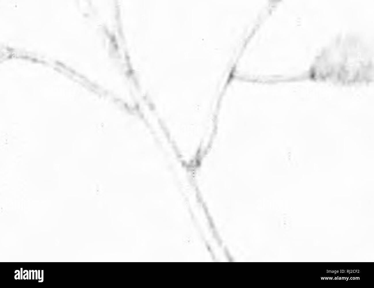 . Die Silva von Nordamerika [microform]: Eine Beschreibung der Bäume, die natürlich in Nordamerika exklusive von Mexiko wächst. Bäume; Bäume; Dicotyledons; Arbres; Arbres; Dicotylédones. ^^. tj-^ rL. 4^ Ich.. ^^.. • v: K.-^. ^^^) t.^w Ein ^--^ rK -^. Bitte beachten Sie, dass diese Bilder sind von der gescannten Seite Bilder, die digital für die Lesbarkeit verbessert haben mögen - Färbung und Aussehen dieser Abbildungen können nicht perfekt dem Original ähneln. extrahiert. Sargent, Charles Sprague, 1841-1897; Faxon, Charles Edward, 1846-1918. Boston; New York: Houghton Mifflin, Stockfoto