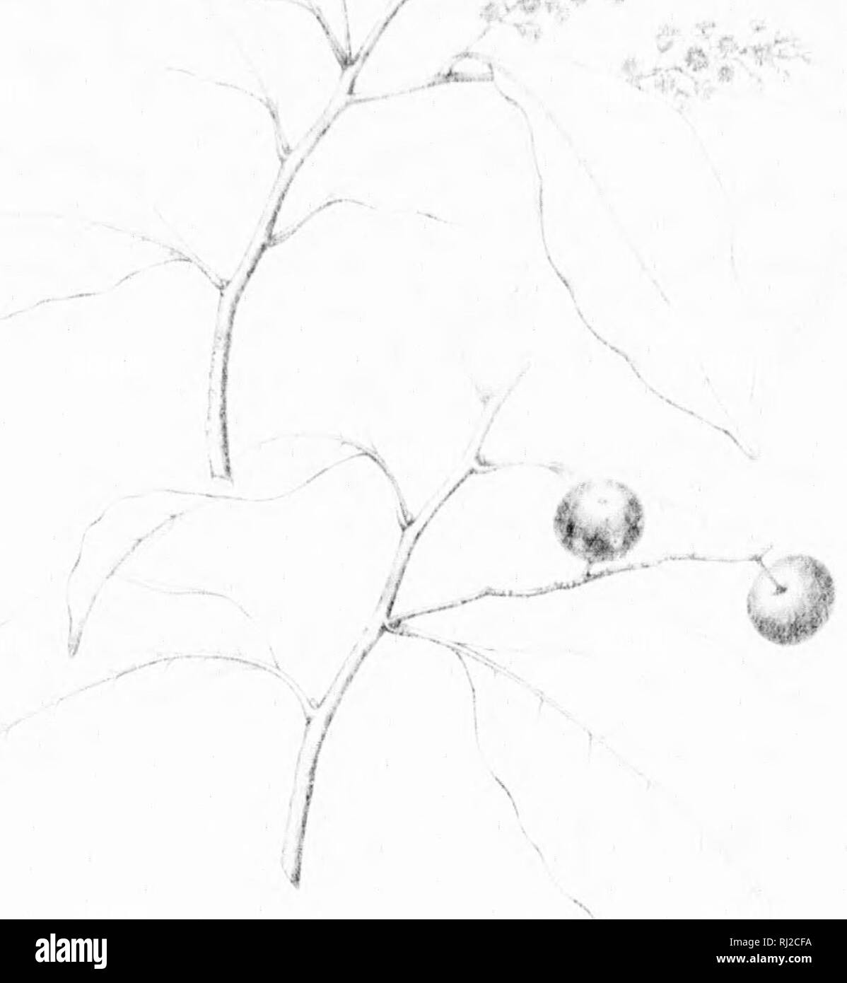 . Die Silva von Nordamerika [microform]: Eine Beschreibung der Bäume, die natürlich in Nordamerika exklusive von Mexiko wächst. Bäume; Bäume; Dicotyledons; Arbres; Arbres; Dicotylédones. X Y - W/. Auf '^'^', X. o-J; t I, i11. Bitte beachten Sie, dass diese Bilder sind von der gescannten Seite Bilder, die digital für die Lesbarkeit verbessert haben mögen - Färbung und Aussehen dieser Abbildungen können nicht perfekt dem Original ähneln. extrahiert. Sargent, Charles Sprague, 1841-1897; Faxon, Charles Edward, 1846-1918. Boston; New York: Houghton Mifflin, Stockfoto