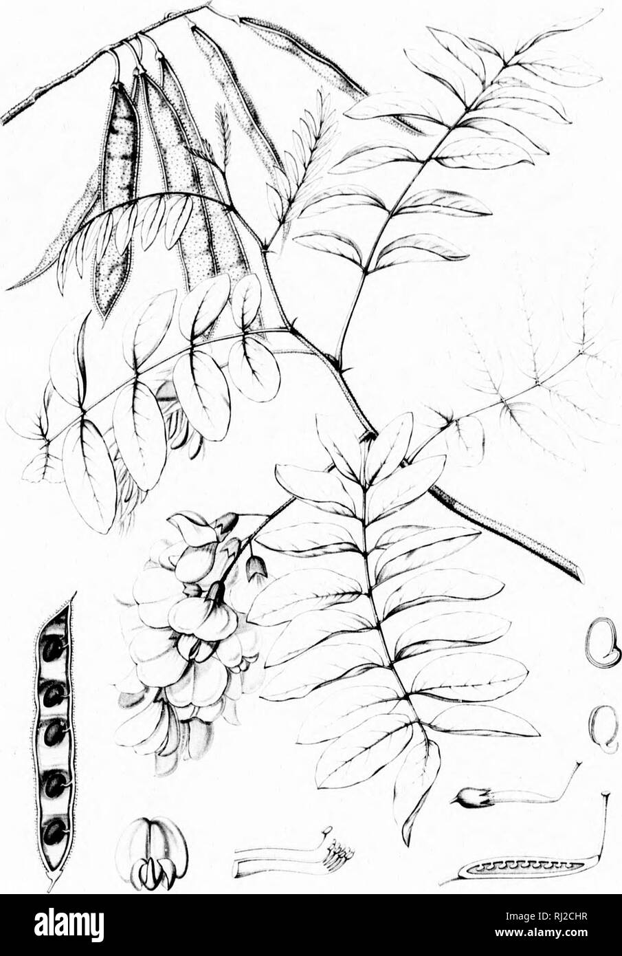 . Die Silva von Nordamerika [microform]: Eine Beschreibung der Bäume, die natürlich in Nordamerika exklusive von Mexiko wächst. Bäume; Bäume; Dicotyledons; Arbres; Arbres; Dicotylédones. ! Ich ij Li''I&gt; V ROBINIE VI SCOT, A i 5. Bitte beachten Sie, dass diese Bilder sind von der gescannten Seite Bilder, die digital für die Lesbarkeit verbessert haben mögen - Färbung und Aussehen dieser Abbildungen können nicht perfekt dem Original ähneln. extrahiert. Sargent, Charles Sprague, 1841-1897; Faxon, Charles Edward, 1846-1918. Boston; New York: Houghton Mifflin, Stockfoto
