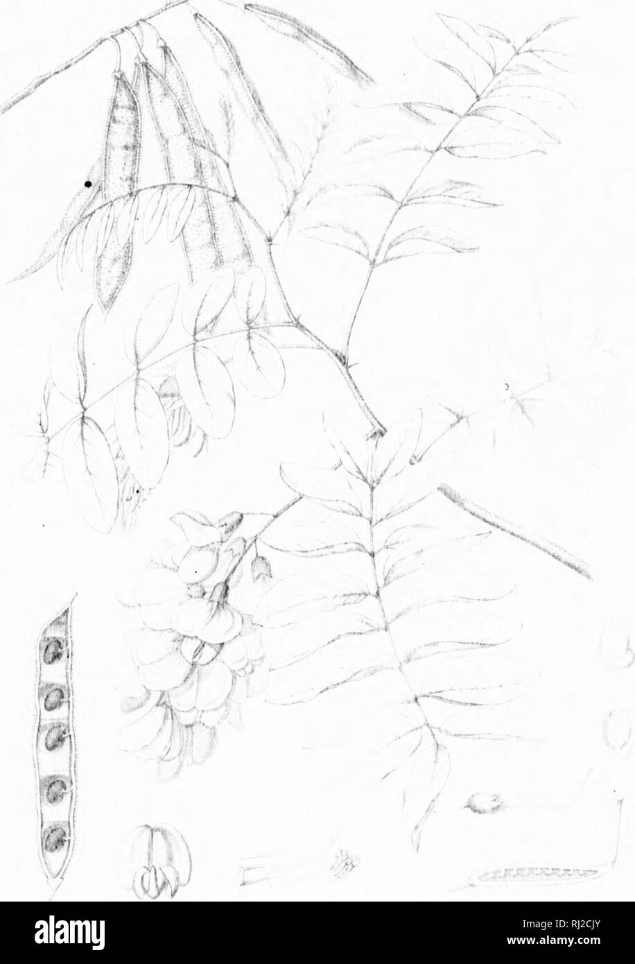 . Die Silva von Nordamerika [microform]: Eine Beschreibung der Bäume, die natürlich in Nordamerika exklusive von Mexiko wächst. Bäume; Bäume; Dicotyledons; Arbres; Arbres; DicotylÃ © dones. ,.^-&- lt;. f^1'! "1. Ich. ''F, (1 - T I I I?Â". Bitte beachten Sie, dass diese Bilder sind von der gescannten Seite Bilder, die digital für die Lesbarkeit verbessert haben mögen - Färbung und Aussehen dieser Abbildungen können nicht perfekt dem Original ähneln. extrahiert. Sargent, Charles Sprague, 1841-1897; Faxon, Charles Edward, 1846-1918. Boston; New York: Houghton Mifflin, Stockfoto