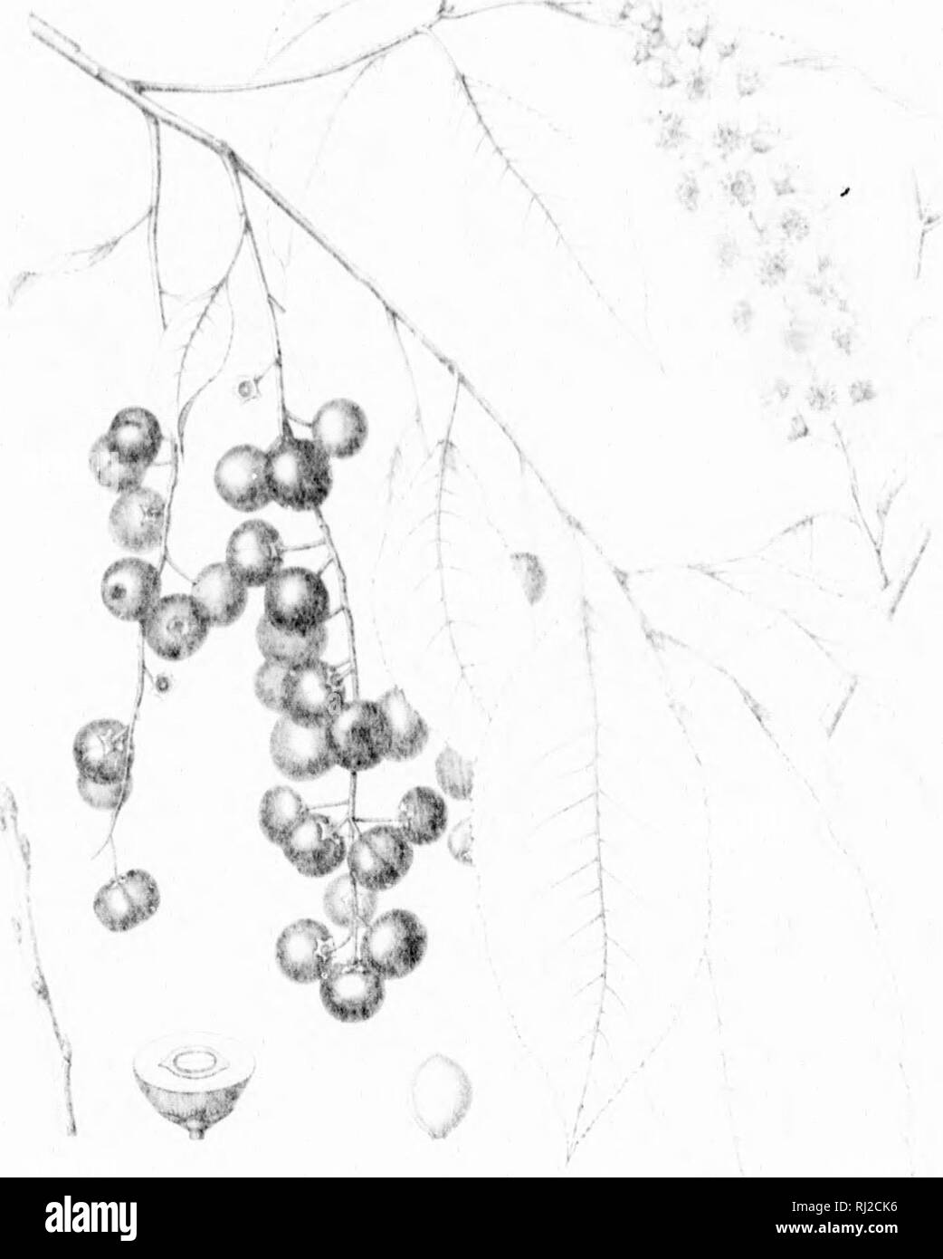 . Die Silva von Nordamerika [microform]: Eine Beschreibung der Bäume, die natürlich in Nordamerika exklusive von Mexiko wächst. Bäume; Bäume; Dicotyledons; Arbres; Arbres; Dicotylédones. ---------^-/. r "1 i 1 ii i li. Bitte beachten Sie, dass diese Bilder sind von der gescannten Seite Bilder, die digital für die Lesbarkeit verbessert haben mögen - Färbung und Aussehen dieser Abbildungen können nicht perfekt dem Original ähneln. extrahiert. Sargent, Charles Sprague, 1841-1897; Faxon, Charles Edward, 1846-1918. Boston; New York: Houghton Mifflin, Stockfoto