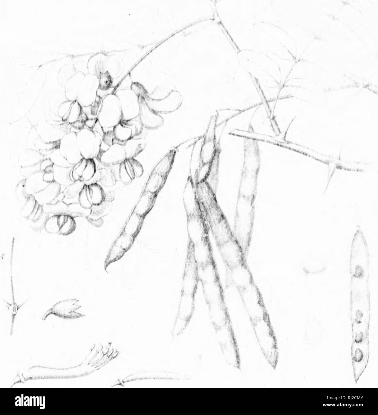 . Die Silva von Nordamerika [microform]: Eine Beschreibung der Bäume, die natürlich in Nordamerika exklusive von Mexiko wächst. Bäume; Bäume; Dicotyledons; Arbres; Arbres; DicotylÃ © dones. Wenn^(i t - R&lt;: BINin!,:.- 'X:' ein? ,. Bitte beachten Sie, dass diese Bilder sind von der gescannten Seite Bilder, die digital für die Lesbarkeit verbessert haben mögen - Färbung und Aussehen dieser Abbildungen können nicht perfekt dem Original ähneln. extrahiert. Sargent, Charles Sprague, 1841-1897; Faxon, Charles Edward, 1846-1918. Boston; New York: Houghton Mifflin, Stockfoto