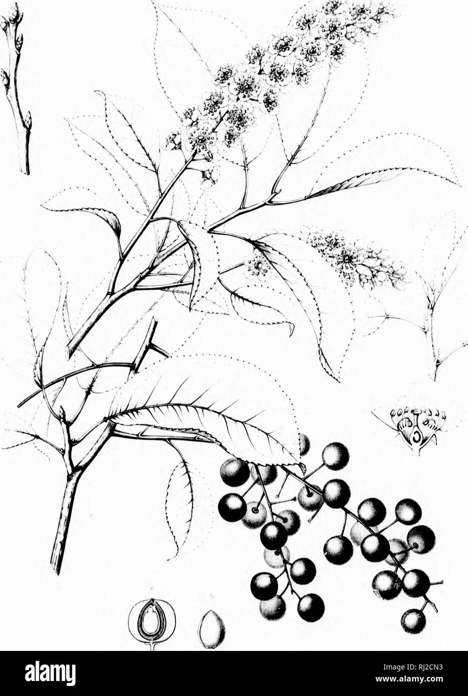 . Die Silva von Nordamerika [microform]: Eine Beschreibung der Bäume, die natürlich in Nordamerika exklusive von Mexiko wächst. Bäume; Bäume; Dicotyledons; Arbres; Arbres; Dicotylédones. /,. PRUNUS VIRGINIAN A, i a i. Bitte beachten Sie, dass diese Bilder sind von der gescannten Seite Bilder, die digital für die Lesbarkeit verbessert haben mögen - Färbung und Aussehen dieser Abbildungen können nicht perfekt dem Original ähneln. extrahiert. Sargent, Charles Sprague, 1841-1897; Faxon, Charles Edward, 1846-1918. Boston; New York: Houghton Mifflin, Stockfoto