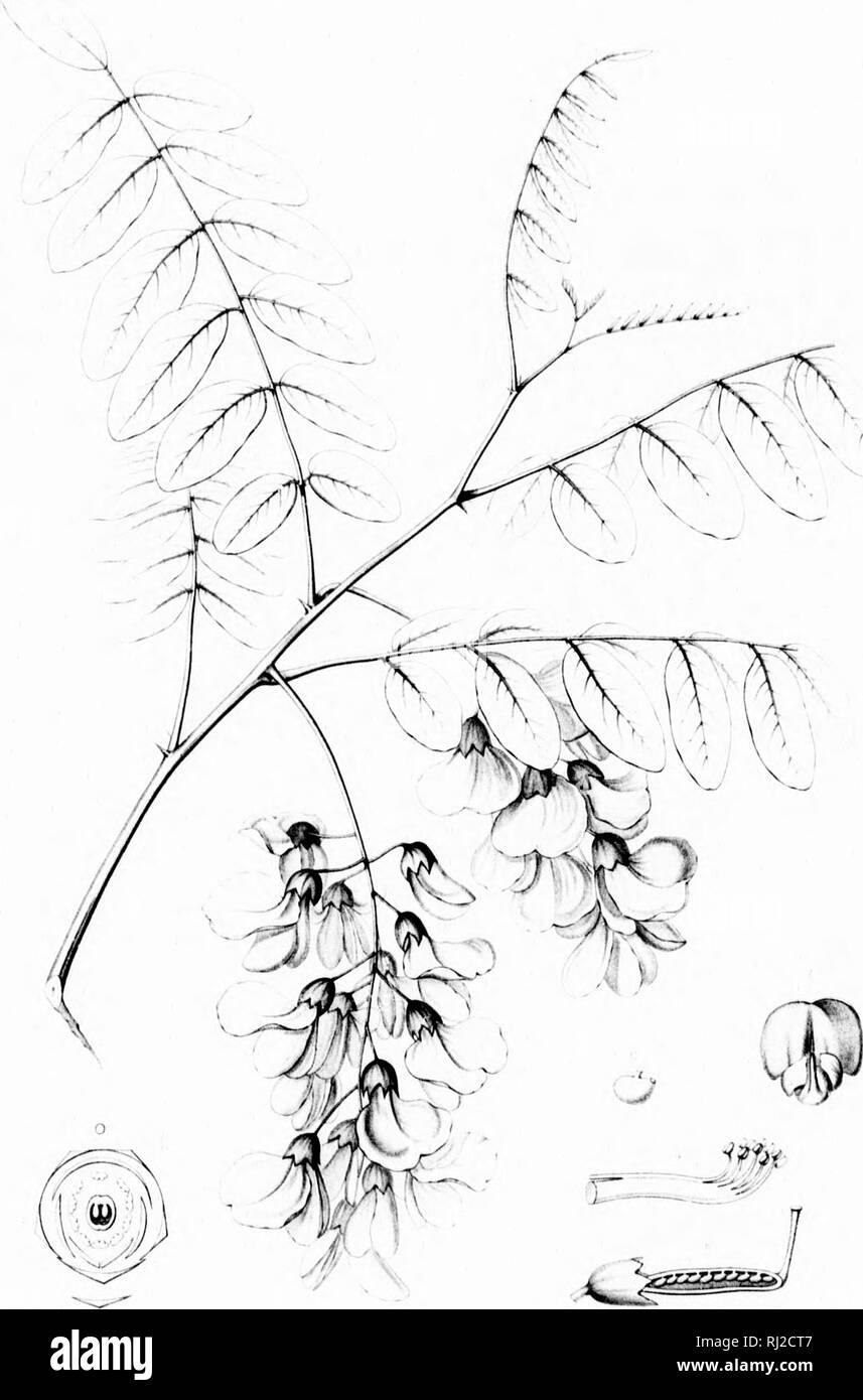 . Die Silva von Nordamerika [microform]: Eine Beschreibung der Bäume, die natürlich in Nordamerika exklusive von Mexiko wächst. Bäume; Bäume; Dicotyledons; Arbres; Arbres; Dicotylédones. J I i",&lt;, ich 140 [^1 NIA PSEUDACACIA! Ich'. Bitte beachten Sie, dass diese Bilder sind von der gescannten Seite Bilder, die digital für die Lesbarkeit verbessert haben mögen - Färbung und Aussehen dieser Abbildungen können nicht perfekt dem Original ähneln. extrahiert. Sargent, Charles Sprague, 1841-1897; Faxon, Charles Edward, 1846-1918. Boston; New York: Houghton Mifflin, Stockfoto