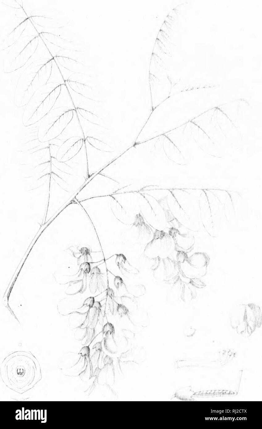 . Die Silva von Nordamerika [microform]: Eine Beschreibung der Bäume, die natürlich in Nordamerika exklusive von Mexiko wächst. Bäume; Bäume; Dicotyledons; Arbres; Arbres; Dicotylédones. t i v 1 1 A 11 (I. Bitte beachten Sie, dass diese Bilder sind von der gescannten Seite Bilder, die digital für die Lesbarkeit verbessert haben mögen - Färbung und Aussehen dieser Abbildungen können nicht perfekt dem Original ähneln. extrahiert. Sargent, Charles Sprague, 1841-1897; Faxon, Charles Edward, 1846-1918. Boston; New York: Houghton Mifflin, Stockfoto