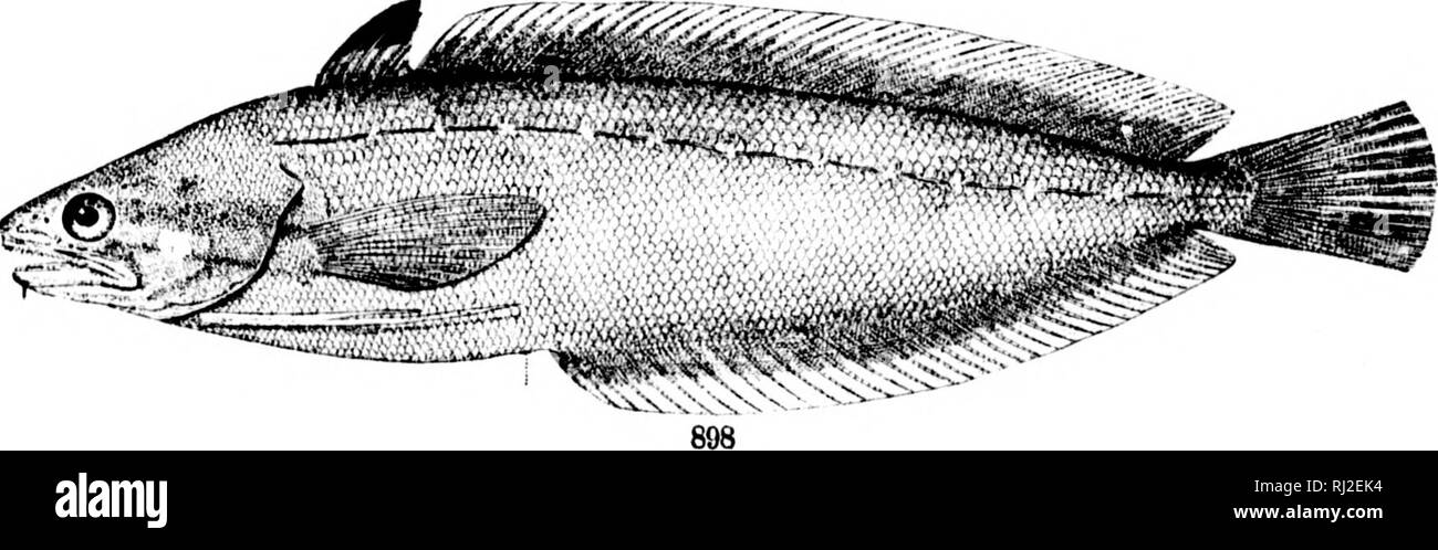 . Die Fische aus Nord- und Mittelamerika [microform]: Ein beschreibender Katalog der Fischarten - wie Wirbeltiere in den Gewässern der Nordamerika gefunden, nördlich des Isthmus von Panama. Fische, Fische, Poissons; Poissons. . Bitte beachten Sie, dass diese Bilder sind von der gescannten Seite Bilder, die digital für die Lesbarkeit verbessert haben mögen - Färbung und Aussehen dieser Abbildungen können nicht perfekt dem Original ähneln. extrahiert. Jordan, David Starr, 1851-1931; Evermann, Barton Warren, 1853-1932. Washington: G. S. O. Stockfoto