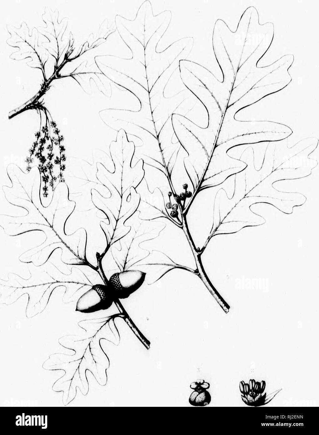 . Die Silva von Nordamerika [microform]: Eine Beschreibung der Baum, natürlich in Nordamerika exklusive von Mexiko wächst. Bäume; Bäume; Dicotyledons; Arbres; Arbres; Dicotylédones. Amfcrici. Ein ". jf/Uij - QUERCUS GAMBELll.1.''. intHtr ^ Ich &Lt;iFif. Bitte beachten Sie, dass diese Bilder sind von der gescannten Seite Bilder, die digital für die Lesbarkeit verbessert haben mögen - Färbung und Aussehen dieser Abbildungen können nicht perfekt dem Original ähneln. extrahiert. Sargent, Charles Sprague, 1841-1897; Faxon, Charles Edward, 1846-1918. Boston; New York: Houghton Mifflin, Stockfoto