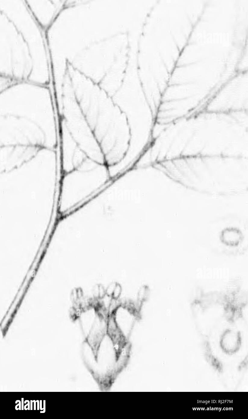 . Die Silva von Nordamerika [microform]: Eine Beschreibung der Baum, natürlich in Nordamerika exklusive von Mexiko wächst. Bäume; Bäume; Dicotyledons; Arbres; Arbres; Dicotylédones. 0 9. Wenn ich Ich v^ .::. Bitte beachten Sie, dass diese Bilder sind von der gescannten Seite Bilder, die digital für die Lesbarkeit verbessert haben mögen - Färbung und Aussehen dieser Abbildungen können nicht perfekt dem Original ähneln. extrahiert. Sargent, Charles Sprague, 1841-1897; Faxon, Charles Edward, 1846-1918. Boston; New York: Houghton Mifflin, Stockfoto