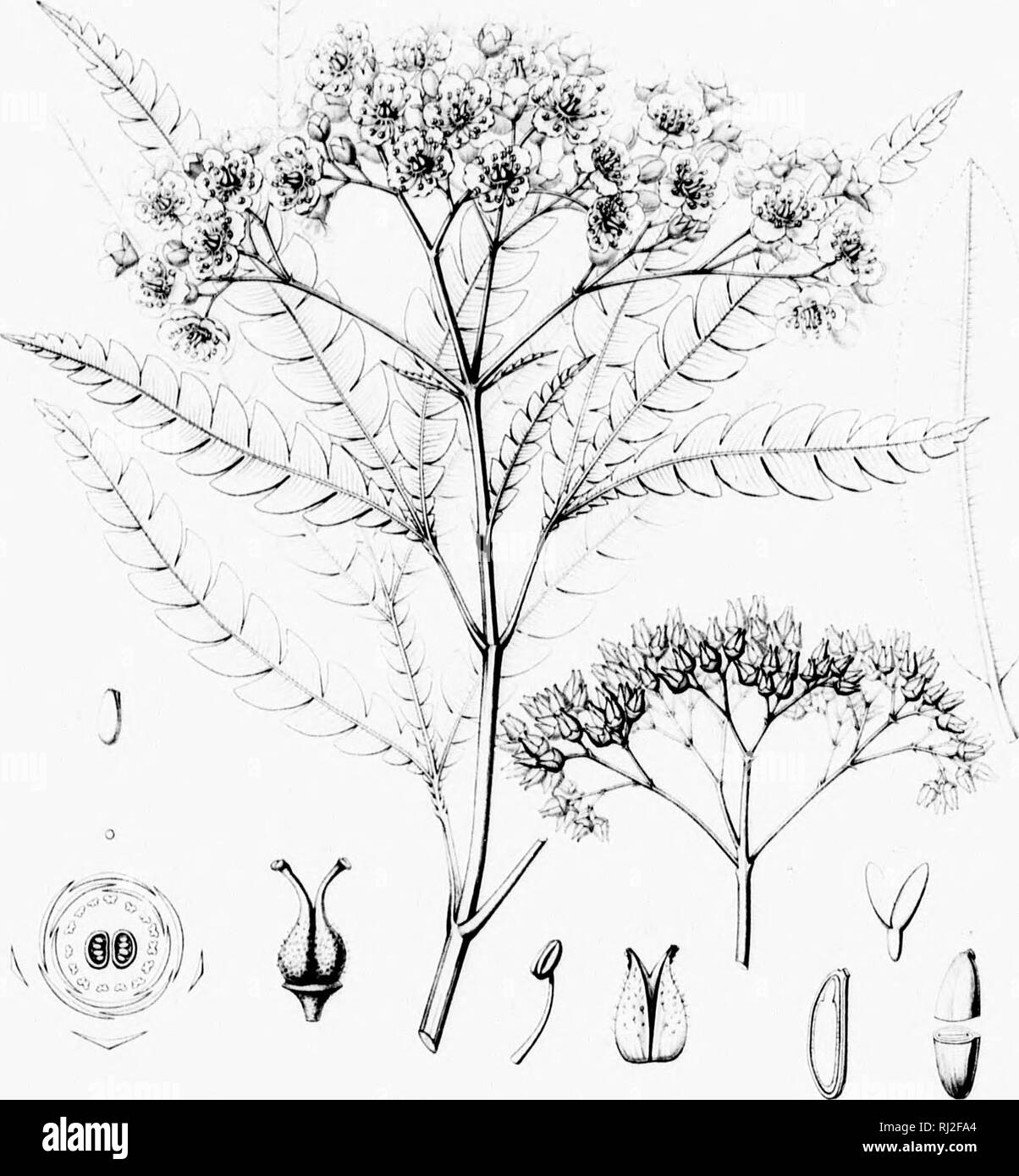 . Die Silva von Nordamerika [microform]: Eine Beschreibung der Bäume, die natürlich in Nordamerika exklusive von Mexiko wächst. Bäume; Bäume; Dicotyledons; Arbres; Arbres; Dicotylédones. . Bitte beachten Sie, dass diese Bilder sind von der gescannten Seite Bilder, die digital für die Lesbarkeit verbessert haben mögen - Färbung und Aussehen dieser Abbildungen können nicht perfekt dem Original ähneln. extrahiert. Sargent, Charles Sprague, 1841-1897; Faxon, Charles Edward, 1846-1918. Boston; New York: Houghton Mifflin, Stockfoto