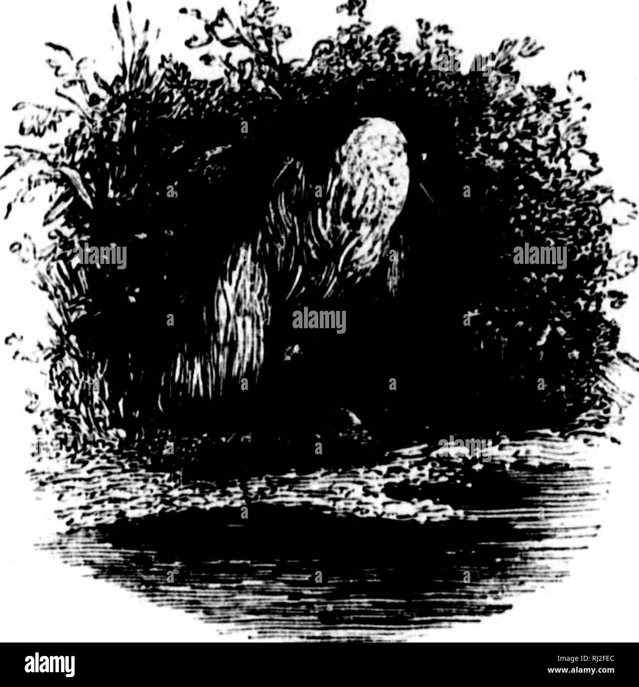 . Wanderungen in Südamerika, im Nordwesten der Vereinigten Staaten und den Antillen in den Jahren 1812, 1816, 1820 &Amp; 1824 [microform]: mit original Anleitung für die perfekte Erhaltung der Vögel, etc. bei Schränken der Naturgeschichte. Zoologie; Zoologie. In vielen Teilen von Guayana tho Egret wird durch den Namen des Weißen Gauldin genannt. F. Abb., Wilde {Clusia alba). Fink, Rothaarige (wahrscheinlich Fasserina gularis). Firefly. - Im tropischen Amerika Es gibt so viele Innii nous Insekten, die von den volkstümlichen Namen der Firefly, dass keine besondere Spezies hier benannt werden kann. Die meisten von Ihnen sind jedoch Bee Stockfoto