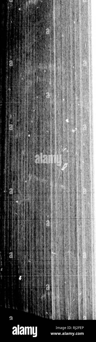 . Wanderungen in Südamerika, im Nordwesten der Vereinigten Staaten und den Antillen in den Jahren 1812, 1816, 1820 &Amp; 1824 [microform]: mit original Anleitung für die perfekte Erhaltung der Vögel, etc. bei Schränken der Naturgeschichte. Zoologie; Zoologie. In vielen Teilen von Guayana tho Egret wird durch den Namen des Weißen Gauldin genannt. F. Abb., Wilde {Clusia alba). Fink, Rothaarige (wahrscheinlich Fasserina gularis). Firefly. - Im tropischen Amerika Es gibt so viele Innii nous Insekten, die von den volkstümlichen Namen der Firefly, dass keine besondere Spezies hier benannt werden kann. Die meisten von Ihnen sind jedoch Bee Stockfoto