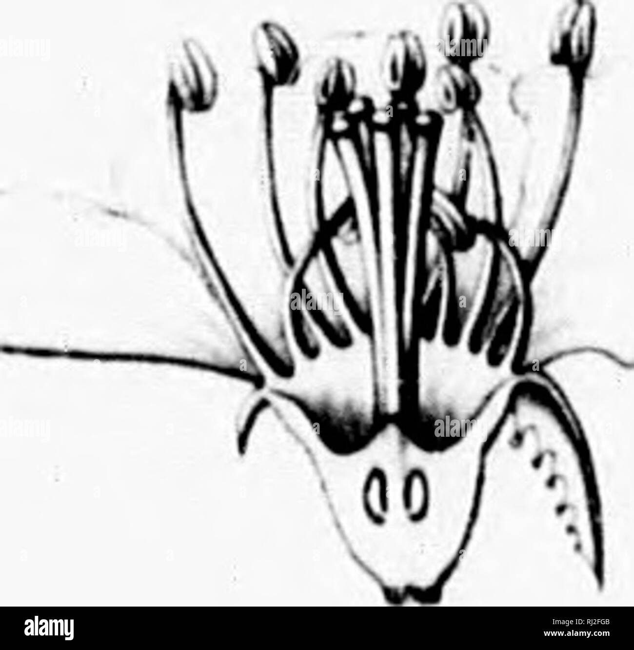 . Die Silva von Nordamerika [microform]: Eine Beschreibung der Bäume, die natürlich in Nordamerika exklusive von Mexiko wächst. Bäume; Bäume; Dicotyledons; Arbres; Arbres; Dicotylédones. t(7;/Vi/; Ich. Bitte beachten Sie, dass diese Bilder sind von der gescannten Seite Bilder, die digital für die Lesbarkeit verbessert haben mögen - Färbung und Aussehen dieser Abbildungen können nicht perfekt dem Original ähneln. extrahiert. Sargent, Charles Sprague, 1841-1897; Faxon, Charles Edward, 1846-1918. Boston; New York: Houghton Mifflin, Stockfoto