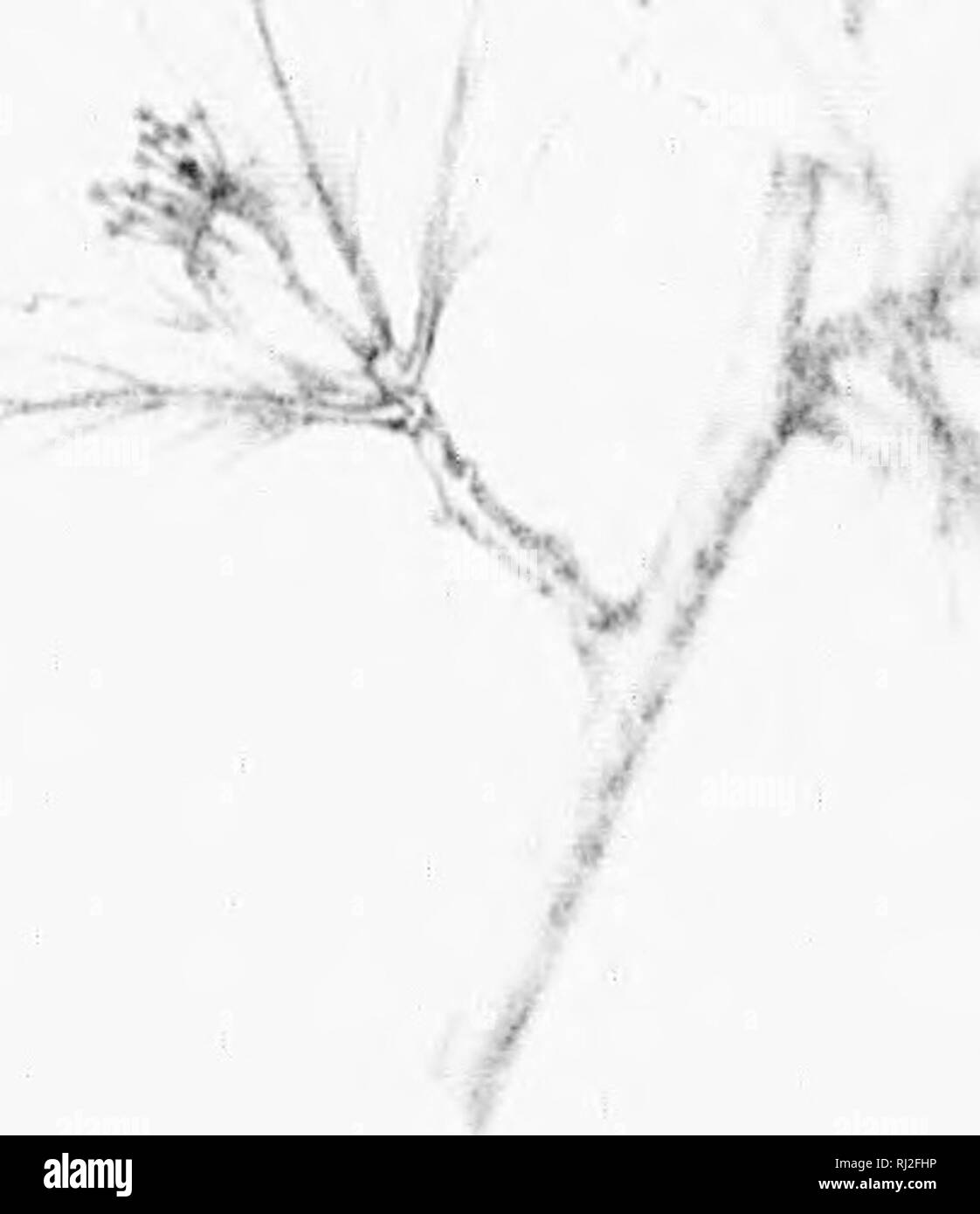 . Die Silva von Nordamerika [microform]: Eine Beschreibung der Bäume, die natürlich in Nordamerika exklusive von Mexiko wächst. Bäume; Bäume; Dicotyledons; Arbres; Arbres; Dicotylédones. UOSAlK. Ich;. obovato cremige nd fällt in Octo-; uul auffällige bIow, und tief nach Süden lersey iidoncd Felder oder Bristol, Florida, liced im Baum - wie Bischof Compton, "roni Pflanzen Multi-kulti-iosity anstatt in die von Miller • 0 zitiert, theci'l foiiareii mrlimn ttjipear zu #t^V haben k" wurde ^i". ""^^, -0%^M^-. Ich habe eine 1 Y I/t ^. Bitte beachten Sie, dass diese Bilder aus gescannten Seite Bilder extrahiert werden, Stockfoto