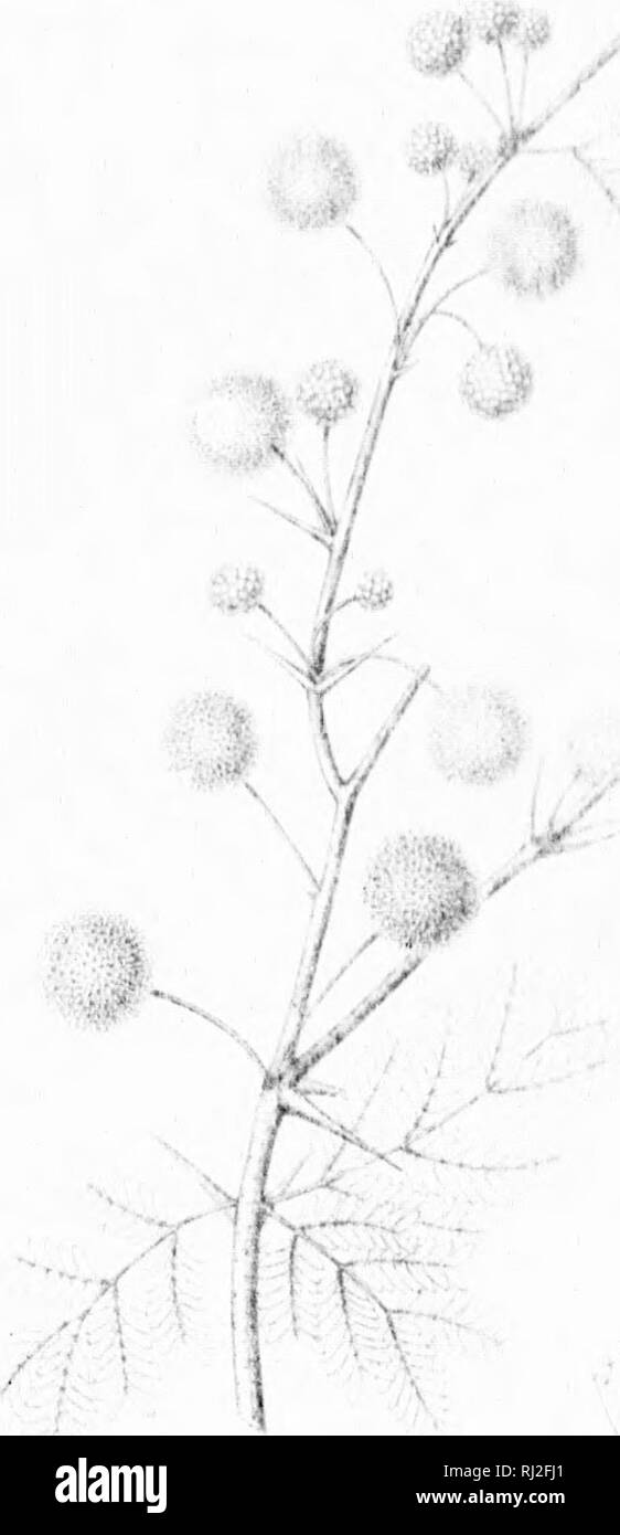 . Die Silva von Nordamerika [microform]: Eine Beschreibung der Bäume, die natürlich in Nordamerika exklusive von Mexiko wächst. Bäume; Bäume; Dicotyledons; Arbres; Arbres; Dicotylédones. . Bitte beachten Sie, dass diese Bilder sind von der gescannten Seite Bilder, die digital für die Lesbarkeit verbessert haben mögen - Färbung und Aussehen dieser Abbildungen können nicht perfekt dem Original ähneln. extrahiert. Sargent, Charles Sprague, 1841-1897; Faxon, Charles Edward, 1846-1918. Boston; New York: Houghton Mifflin, Stockfoto