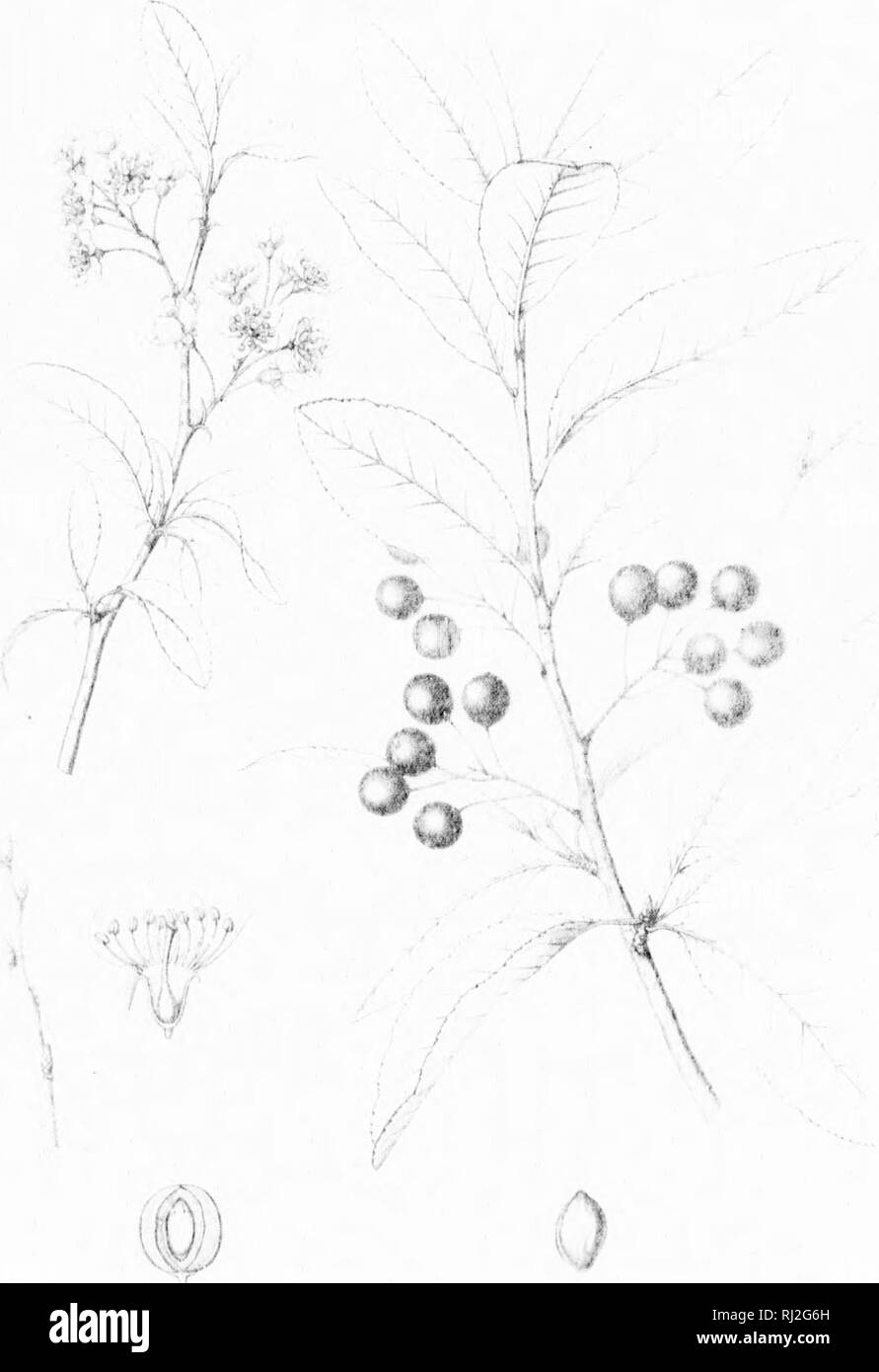 . Die Silva von Nordamerika [microform]: Eine Beschreibung der Bäume, die natürlich in Nordamerika exklusive von Mexiko wächst. Bäume; Bäume; Dicotyledons; Arbres; Arbres; Dicotylédones. ii:. Bitte beachten Sie, dass diese Bilder sind von der gescannten Seite Bilder, die digital für die Lesbarkeit verbessert haben mögen - Färbung und Aussehen dieser Abbildungen können nicht perfekt dem Original ähneln. extrahiert. Sargent, Charles Sprague, 1841-1897; Faxon, Charles Edward, 1846-1918. Boston; New York: Houghton Mifflin, Stockfoto