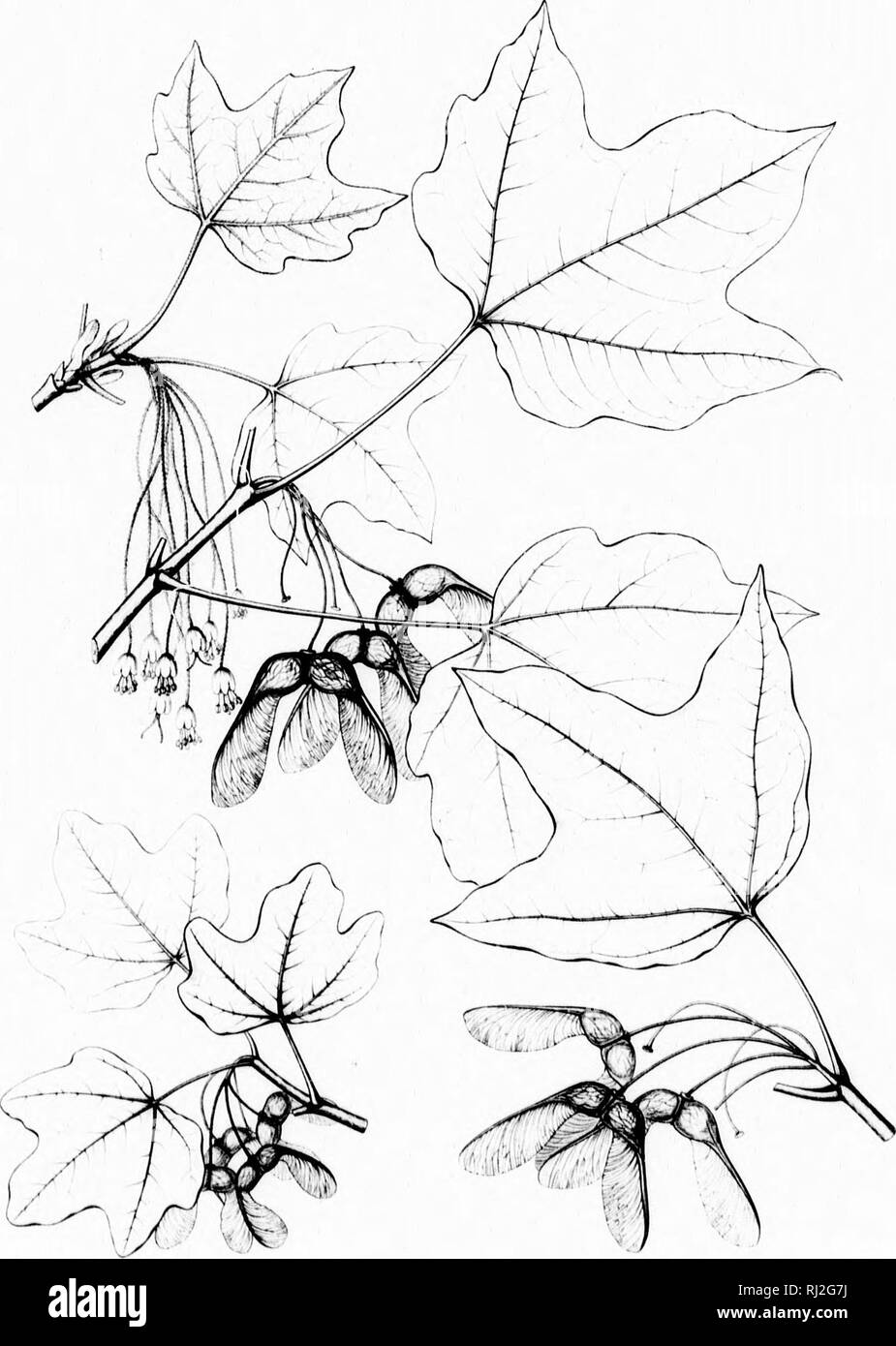 . Die Silva von Nordamerika [microform]: Eine Beschreibung der Bäume, die natürlich in Nordamerika exklusive von Mexiko wächst. Bäume; Bäume; Dicotyledons; Arbres; Arbres; DicotylÃ © dones. Â" â€". l.ivw.,', â ¢ / ACER BARBATUM NIGRUM.. ACER BARBATUM. UfUr FLORIDANIJM}^ tA. ft.'":". Bitte beachten Sie, dass diese Bilder sind von der gescannten Seite Bilder, die digital für die Lesbarkeit verbessert haben mögen - Färbung und Aussehen dieser Abbildungen können nicht perfekt dem Original ähneln. extrahiert. Sargent, Charles Sprague, 1841-1897; Faxon, Charles Edward, 1846-1918. Boston; New York: H Stockfoto