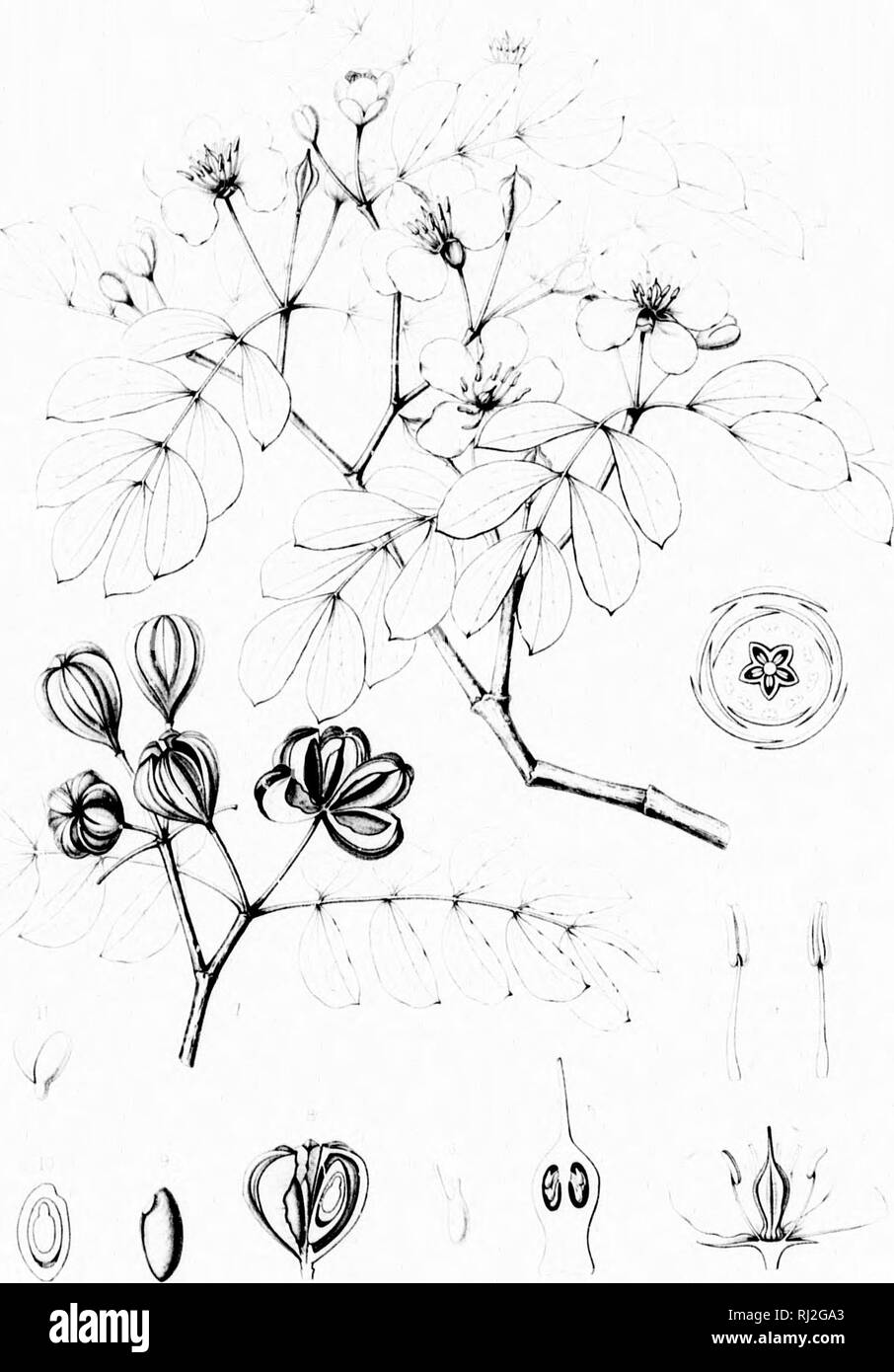 . Die Silva von Nordamerika [microform]: Eine Beschreibung der Bäume, die natürlich in Nordamerika exklusive von Mexiko wächst. Bäume; Bäume; Dicotyledons; Arbres; Arbres; DicotylÃ © dones. Ich. ii t K/'. n'' -, . u't GUMACUM SANCTUM ('V*.'Â".. t/Hn'&gt;&gt;"": &lt;. Bitte beachten Sie, dass diese Bilder sind von der gescannten Seite Bilder, die digital für die Lesbarkeit verbessert haben mögen - Färbung und Aussehen dieser Abbildungen können nicht perfekt dem Original ähneln. extrahiert. Sargent, Charles Sprague, 1841-1897; Faxon, Charles Edward, 1846-1918. Boston; New York: Houghton, Mif Stockfoto