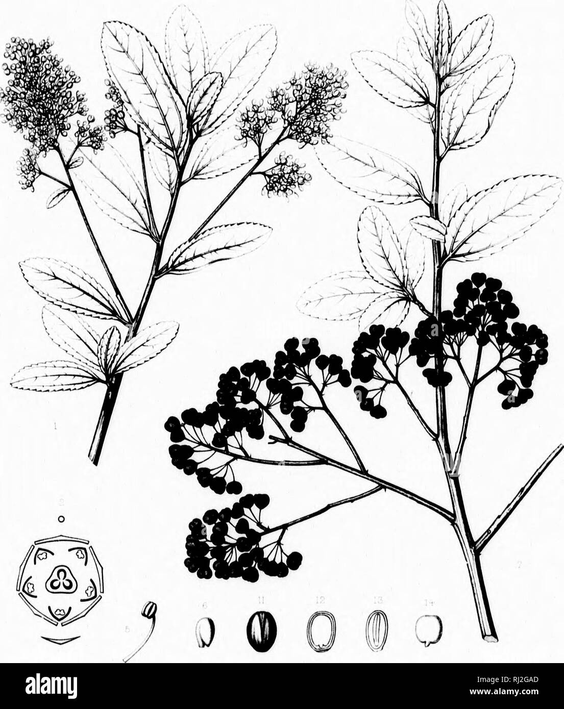 . Die Silva von Nordamerika [microform]: Eine Beschreibung der Bäume, die natürlich in Nordamerika exklusive von Mexiko wächst. Bäume; Bäume; Dicotyledons; Arbres; Arbres; Dicotylédones. Ilf 1 jI" Ich | | (IE. Norden EIN! Ich ["; r. Bitte beachten Sie, dass diese Bilder sind von der gescannten Seite Bilder, die digital für die Lesbarkeit verbessert haben mögen - Färbung und Aussehen dieser Abbildungen können nicht perfekt dem Original ähneln. extrahiert. Sargent, Charles Sprague, 1841-1897; Faxon, Charles Edward, 1846-1918. Boston; New York: Houghton Mifflin, Stockfoto