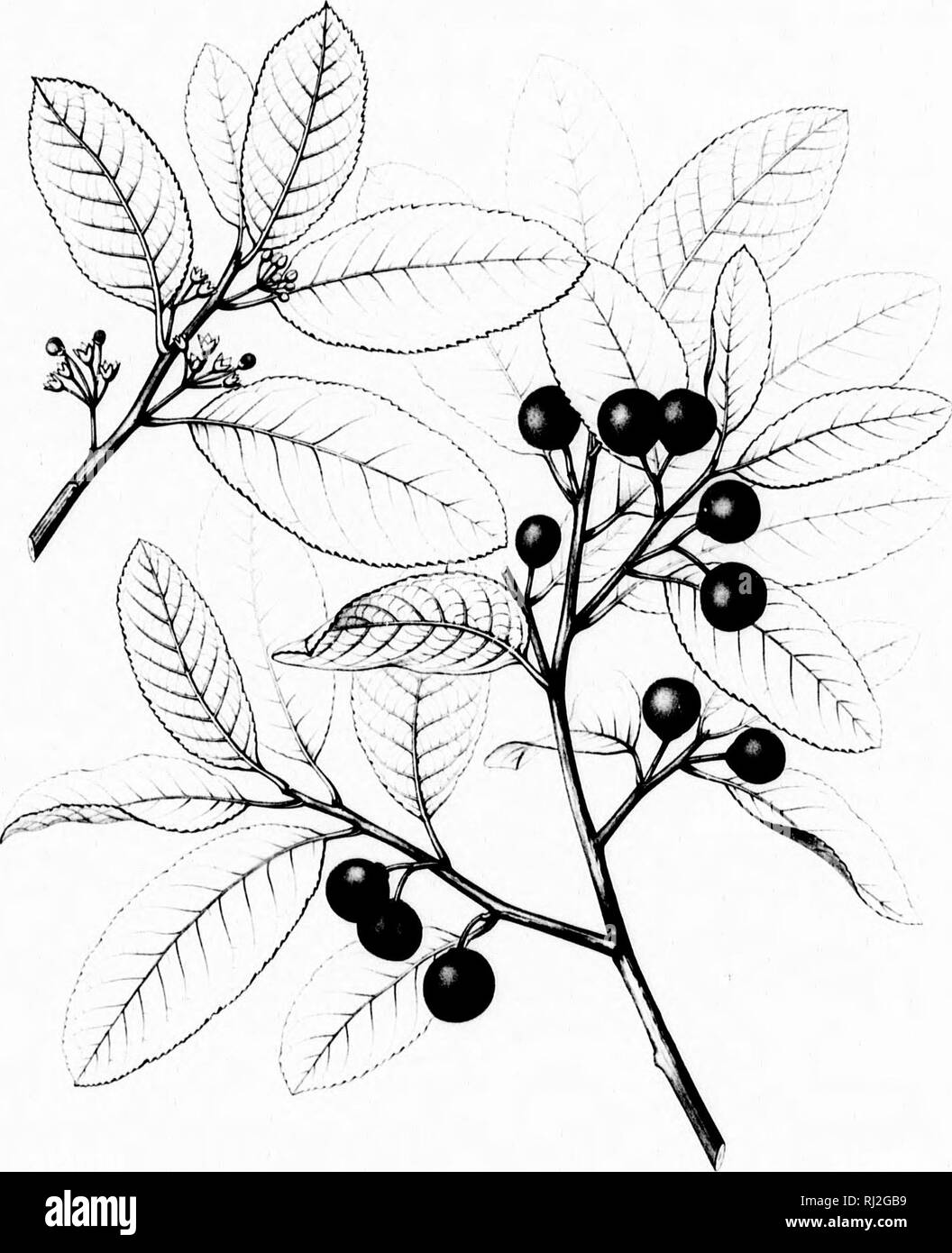 . Die Silva von Nordamerika [microform]: Eine Beschreibung der Bäume, die natürlich in Nordamerika exklusive von Mexiko wächst. Bäume; Bäume; Dicotyledons; Arbres; Arbres; DicotylÃ © dones. I i â': iv "rlr. .". Mei';;;;;;;;: ein Vd LXl. jyv. Bitte beachten Sie, dass diese Bilder sind von der gescannten Seite Bilder, die digital für die Lesbarkeit verbessert haben mögen - Färbung und Aussehen dieser Abbildungen können nicht perfekt dem Original ähneln. extrahiert. Sargent, Charles Sprague, 1841-1897; Faxon, Charles Edward, 1846-1918. Boston; New York: Houghton Mifflin, Stockfoto
