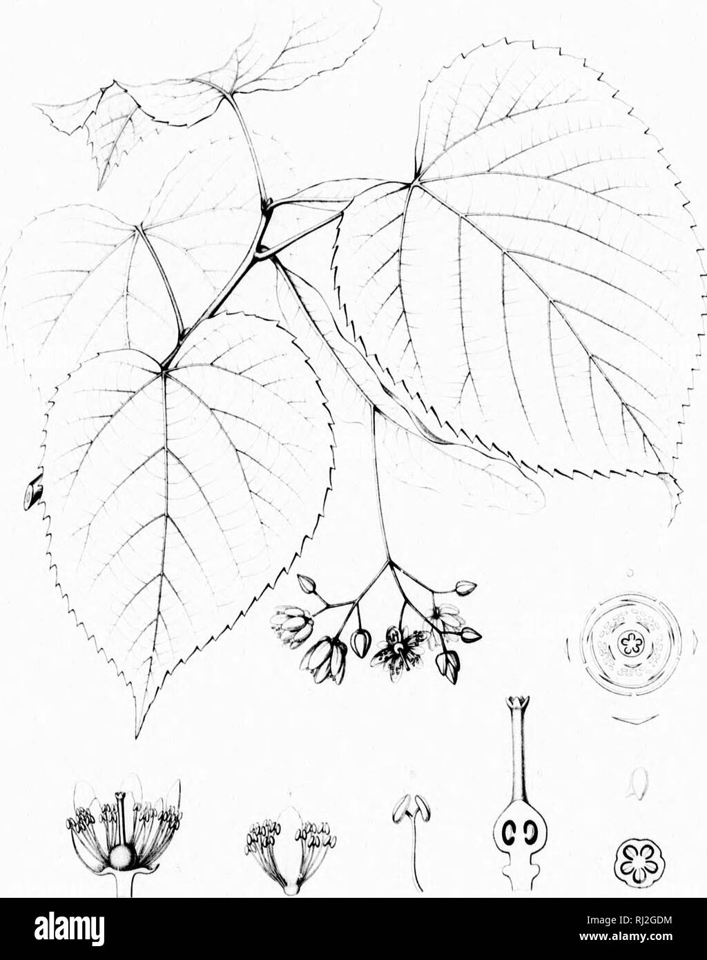 . Die Silva von Nordamerika [microform]: Eine Beschreibung der Bäume, die natürlich in Nordamerika exklusive von Mexiko wächst. Bäume; Bäume; Dicotyledons; Arbres; Arbres; Dicotylédones. Ich! ! (." I II i s; i; iL! EINE AMERICANA. Bitte beachten Sie, dass diese Bilder sind von der gescannten Seite Bilder, die digital für die Lesbarkeit verbessert haben mögen - Färbung und Aussehen dieser Abbildungen können nicht perfekt dem Original ähneln. extrahiert. Sargent, Charles Sprague, 1841-1897; Faxon, Charles Edward, 1846-1918. Boston; New York: Houghton Mifflin, Stockfoto