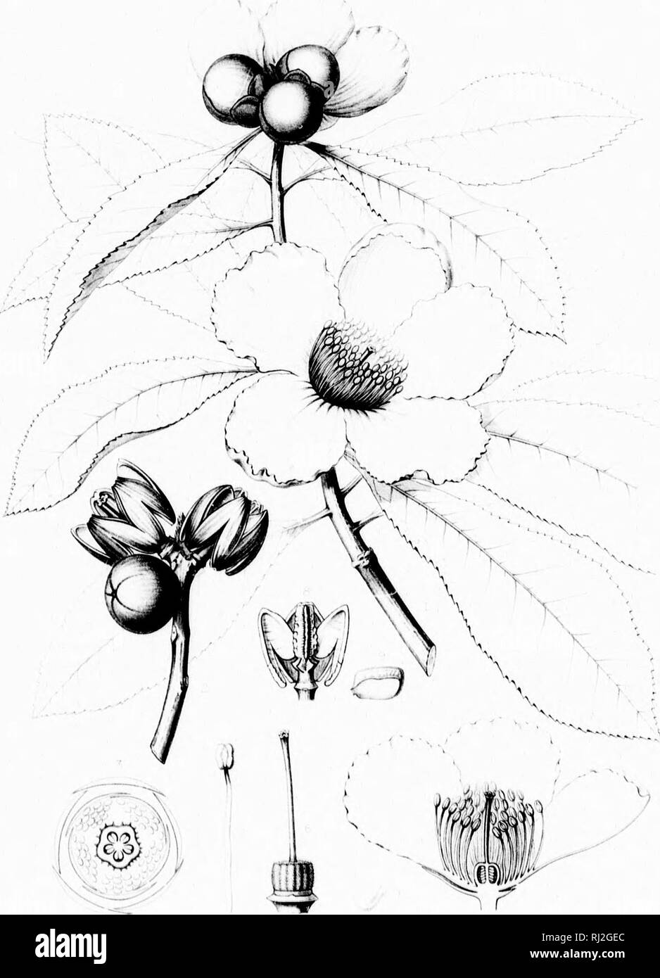 . Die Silva von Nordamerika [microform]: Eine Beschreibung der Bäume, die natürlich in Nordamerika exklusive von Mexiko wächst. Bäume; Bäume; Dicotyledons; Arbres; Arbres; Dicotylédones. (Ii: i i i^1 GORDONIA ALTAMAHA. Bitte beachten Sie, dass diese Bilder sind von der gescannten Seite Bilder, die digital für die Lesbarkeit verbessert haben mögen - Färbung und Aussehen dieser Abbildungen können nicht perfekt dem Original ähneln. extrahiert. Sargent, Charles Sprague, 1841-1897; Faxon, Charles Edward, 1846-1918. Boston; New York: Houghton Mifflin, Stockfoto