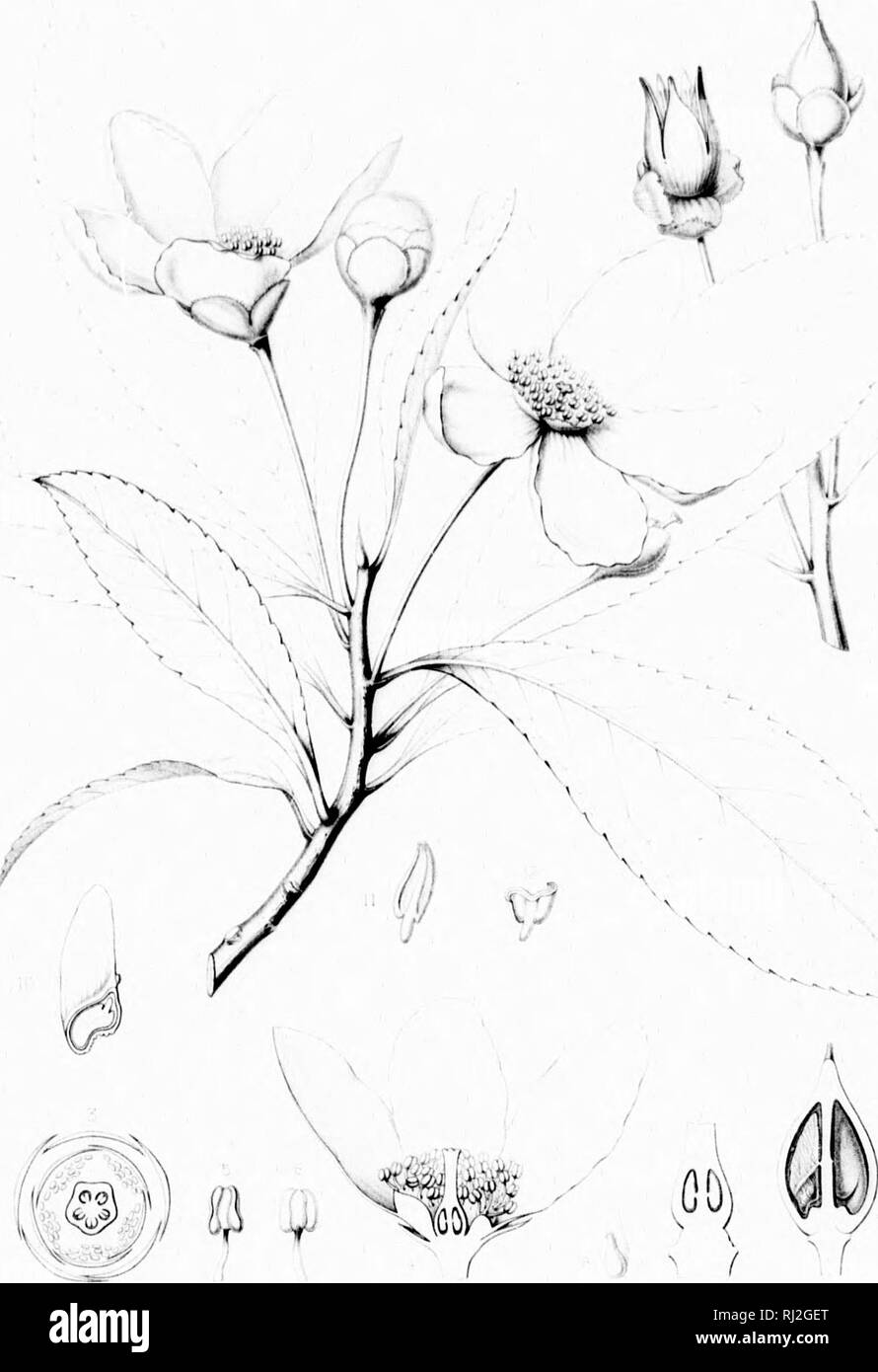 . Die Silva von Nordamerika [microform]: Eine Beschreibung der Bäume, die natürlich in Nordamerika exklusive von Mexiko wächst. Bäume; Bäume; Dicotyledons; Arbres; Arbres; Dicotylédones. - J. !&Lt;'/^! Ich! Ii "ICH GORDONIA LASIANTHUS. Bitte beachten Sie, dass diese Bilder sind von der gescannten Seite Bilder, die digital für die Lesbarkeit verbessert haben mögen - Färbung und Aussehen dieser Abbildungen können nicht perfekt dem Original ähneln. extrahiert. Sargent, Charles Sprague, 1841-1897; Faxon, Charles Edward, 1846-1918. Boston; New York: Houghton Mifflin, Stockfoto