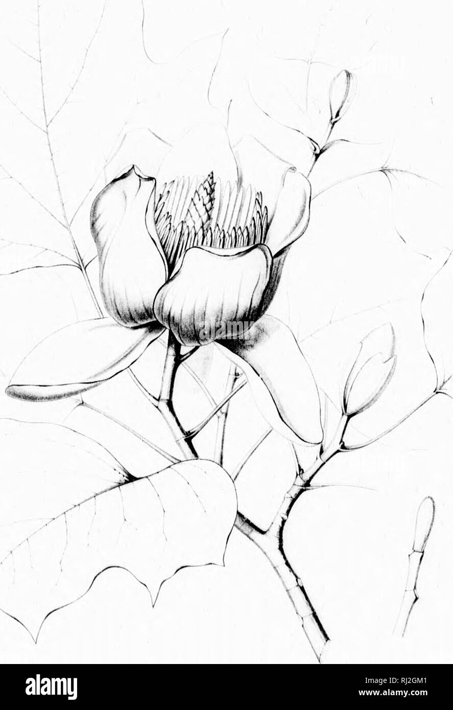 . Die Silva von Nordamerika [microform]: Eine Beschreibung der Bäume, die natürlich in Nordamerika exklusive von Mexiko wächst. Bäume; Bäume; Dicotyledons; Arbres; Arbres; DicotylÃ © dones. 3 m. ).. (11 (I: i:. lFU; Ri^NPR' in 'r^bin ClKKKA HI. Bitte beachten Sie, dass diese Bilder sind von der gescannten Seite Bilder, die digital für die Lesbarkeit verbessert haben mögen - Färbung und Aussehen dieser Abbildungen können nicht perfekt dem Original ähneln. extrahiert. Sargent, Charles Sprague, 1841-1897; Faxon, Charles Edward, 1846-1918. Boston; New York: Houghton Mifflin, Stockfoto