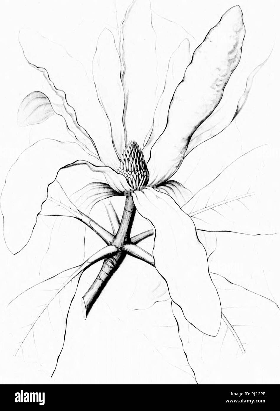 . Die Silva von Nordamerika [microform]: Eine Beschreibung der Bäume, die natürlich in Nordamerika exklusive von Mexiko wächst. Bäume; Bäume; Dicotyledons; Arbres; Arbres; Dicotylédones. MAGNOLIA TRIPETALA, :, !"). Bitte beachten Sie, dass diese Bilder sind von der gescannten Seite Bilder, die digital für die Lesbarkeit verbessert haben mögen - Färbung und Aussehen dieser Abbildungen können nicht perfekt dem Original ähneln. extrahiert. Sargent, Charles Sprague, 1841-1897; Faxon, Charles Edward, 1846-1918. Boston; New York: Houghton Mifflin, Stockfoto