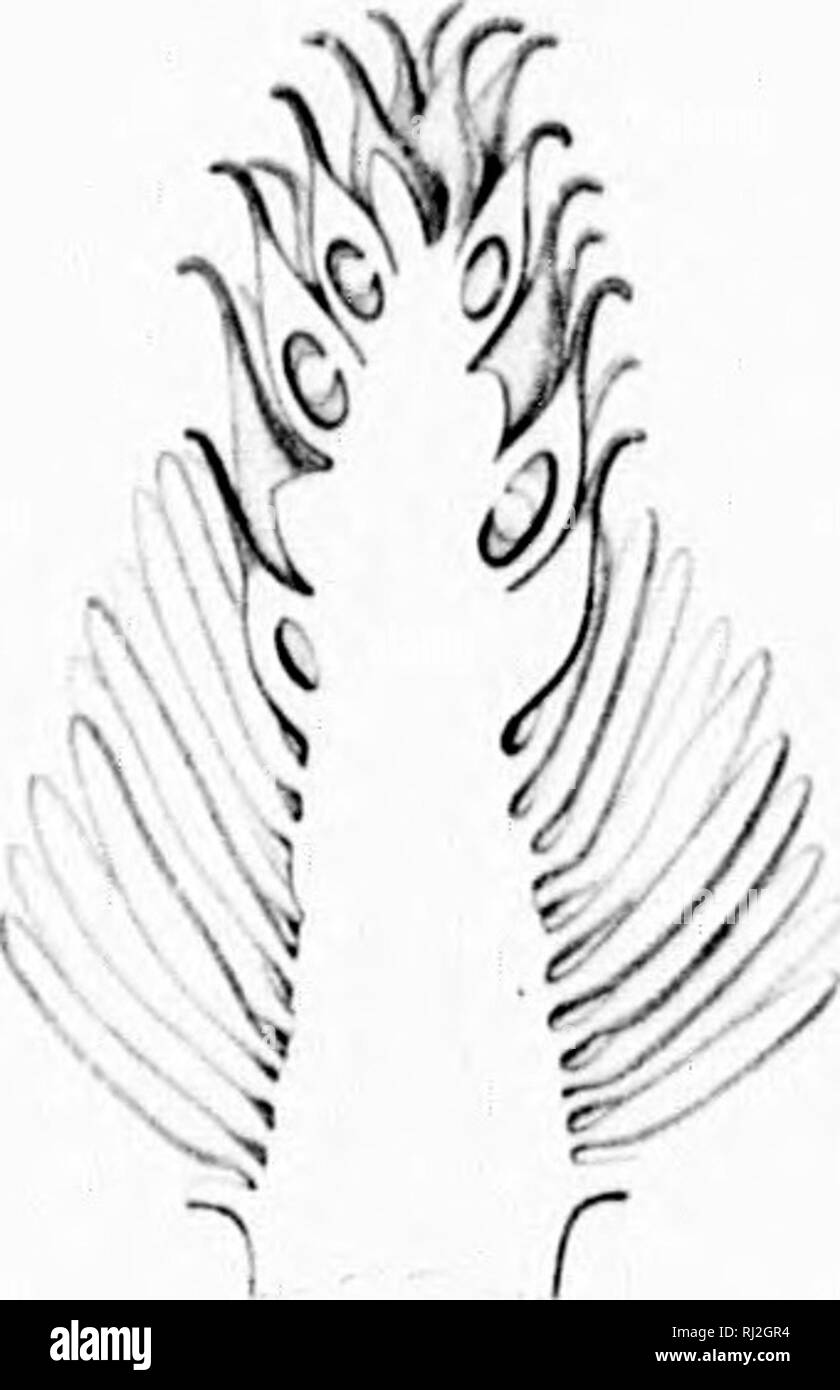 . Die Silva von Nordamerika [microform]: Eine Beschreibung der Bäume, die natürlich in Nordamerika exklusive von Mexiko wächst. Bäume; Bäume; Dicotyledons; Arbres; Arbres; Dicotylédones. ^ &Lt;S!^). Bitte beachten Sie, dass diese Bilder sind von der gescannten Seite Bilder, die digital für die Lesbarkeit verbessert haben mögen - Färbung und Aussehen dieser Abbildungen können nicht perfekt dem Original ähneln. extrahiert. Sargent, Charles Sprague, 1841-1897; Faxon, Charles Edward, 1846-1918. Boston; New York: Houghton Mifflin, Stockfoto