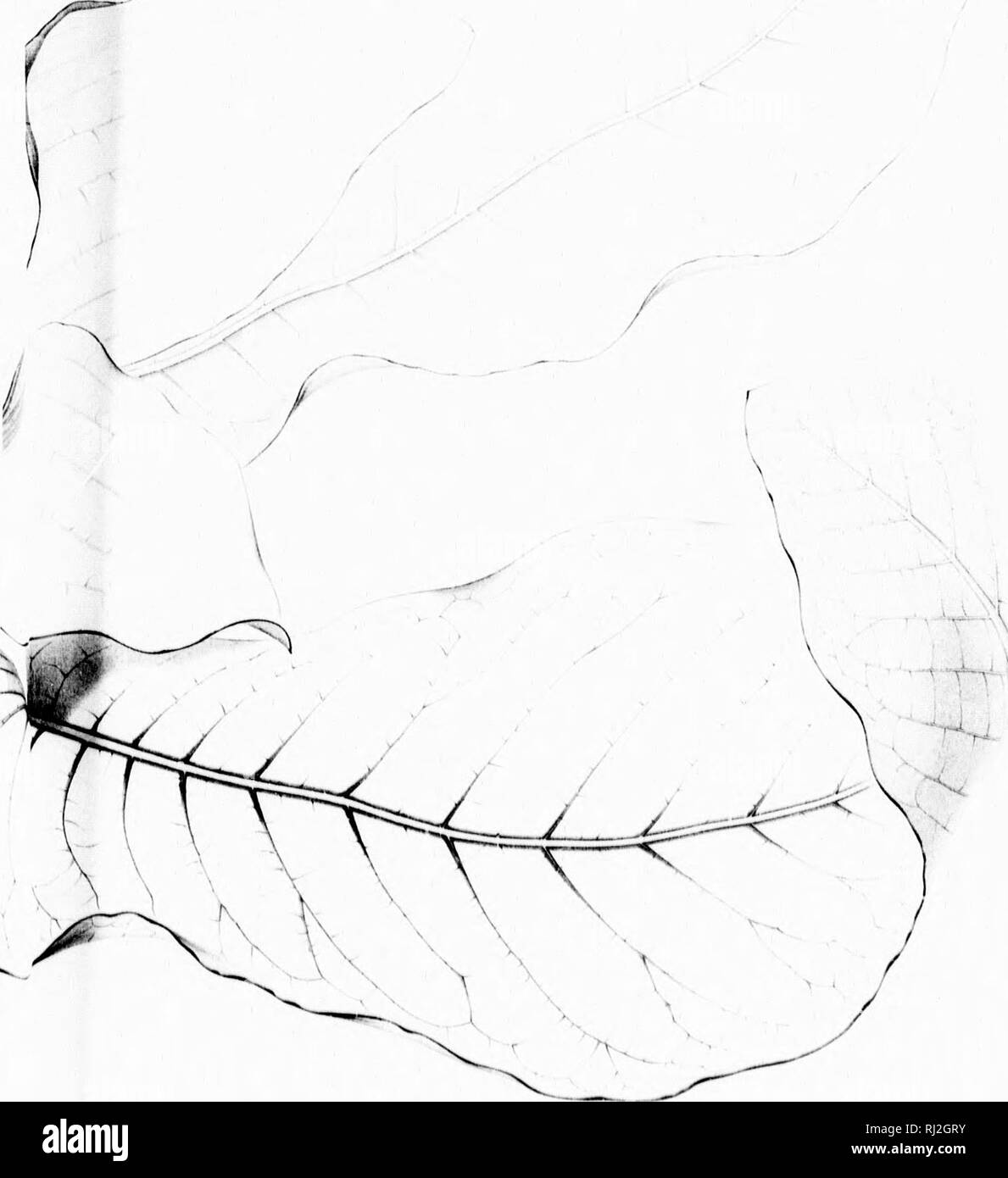 . Die Silva von Nordamerika [microform]: Eine Beschreibung der Bäume, die natürlich in Nordamerika exklusive von Mexiko wächst. Bäume; Bäume; Dicotyledons; Arbres; Arbres; Dicotylédones. )! MAClxOHllYLhA Fett HI liii' bin. Bitte beachten Sie, dass diese Bilder sind von der gescannten Seite Bilder, die digital für die Lesbarkeit verbessert haben mögen - Färbung und Aussehen dieser Abbildungen können nicht perfekt dem Original ähneln. extrahiert. Sargent, Charles Sprague, 1841-1897; Faxon, Charles Edward, 1846-1918. Boston; New York: Houghton Mifflin, Stockfoto