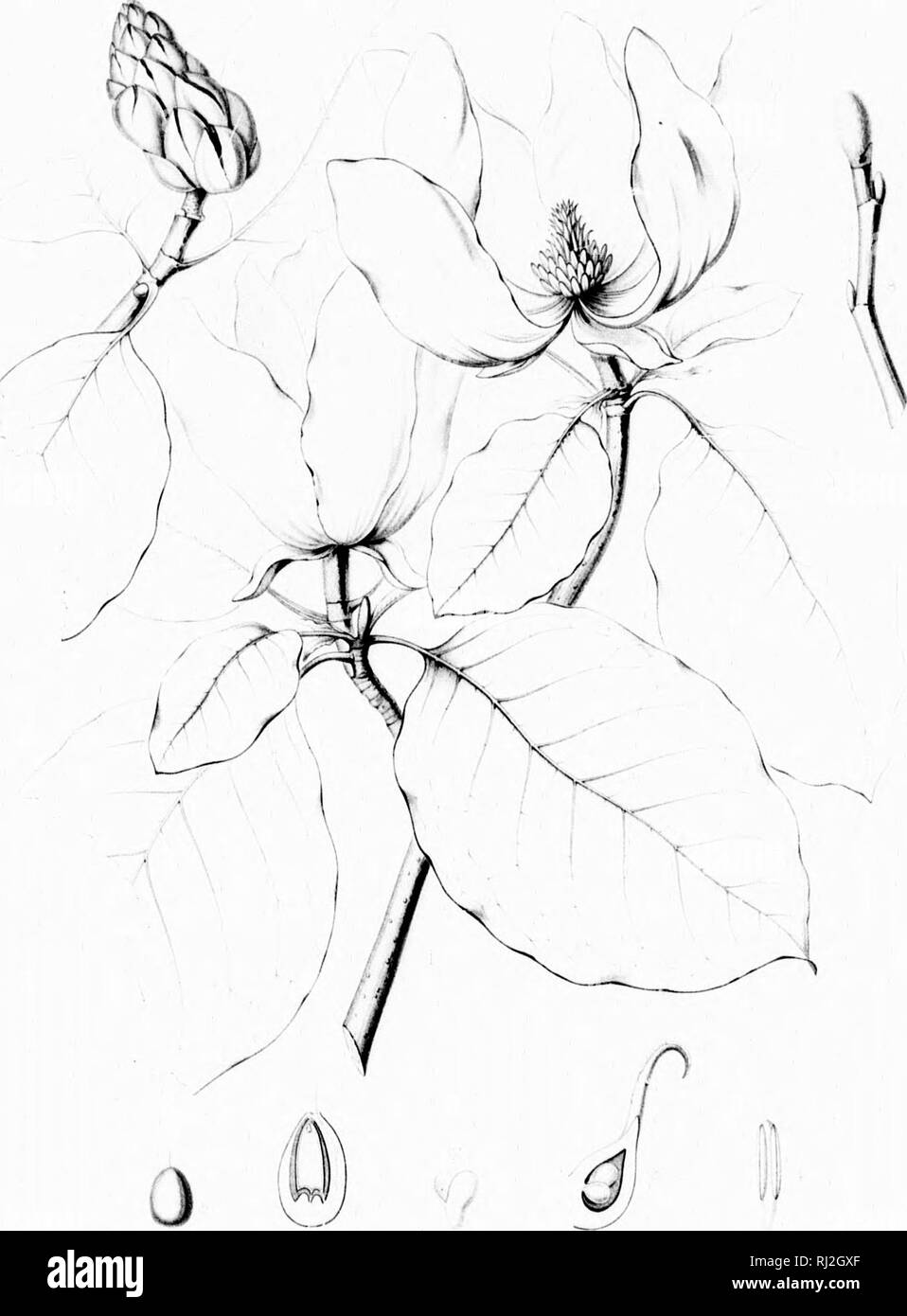 . Die Silva von Nordamerika [microform]: Eine Beschreibung der Bäume, die natürlich in Nordamerika exklusive von Mexiko wächst. Bäume; Bäume; Dicotyledons; Arbres; Arbres; Dicotylédones. MAGNOLIA ACUMINATA, COB-Uata. Bitte beachten Sie, dass diese Bilder sind von der gescannten Seite Bilder, die digital für die Lesbarkeit verbessert haben mögen - Färbung und Aussehen dieser Abbildungen können nicht perfekt dem Original ähneln. extrahiert. Sargent, Charles Sprague, 1841-1897; Faxon, Charles Edward, 1846-1918. Boston; New York: Houghton Mifflin, Stockfoto