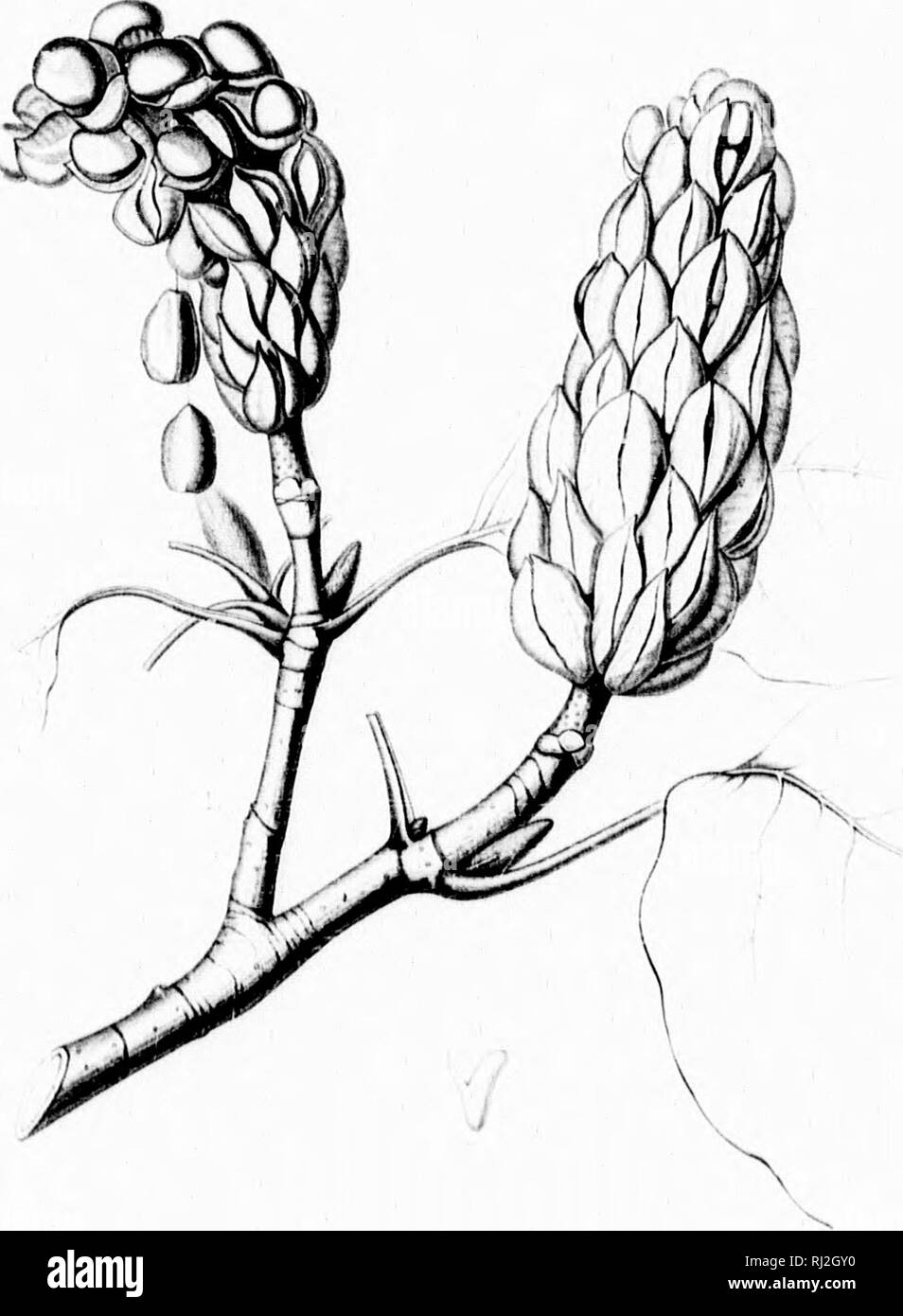 . Die Silva von Nordamerika [microform]: Eine Beschreibung der Bäume, die natürlich in Nordamerika exklusive von Mexiko wächst. Bäume; Bäume; Dicotyledons; Arbres; Arbres; Dicotylédones. [)&Lt; ^^y (^. MAGNdl. lA ACI BIN iriATA. Bitte beachten Sie, dass diese Bilder sind von der gescannten Seite Bilder, die digital für die Lesbarkeit verbessert haben mögen - Färbung und Aussehen dieser Abbildungen können nicht perfekt dem Original ähneln. extrahiert. Sargent, Charles Sprague, 1841-1897; Faxon, Charles Edward, 1846-1918. Boston; New York: Houghton Mifflin, Stockfoto