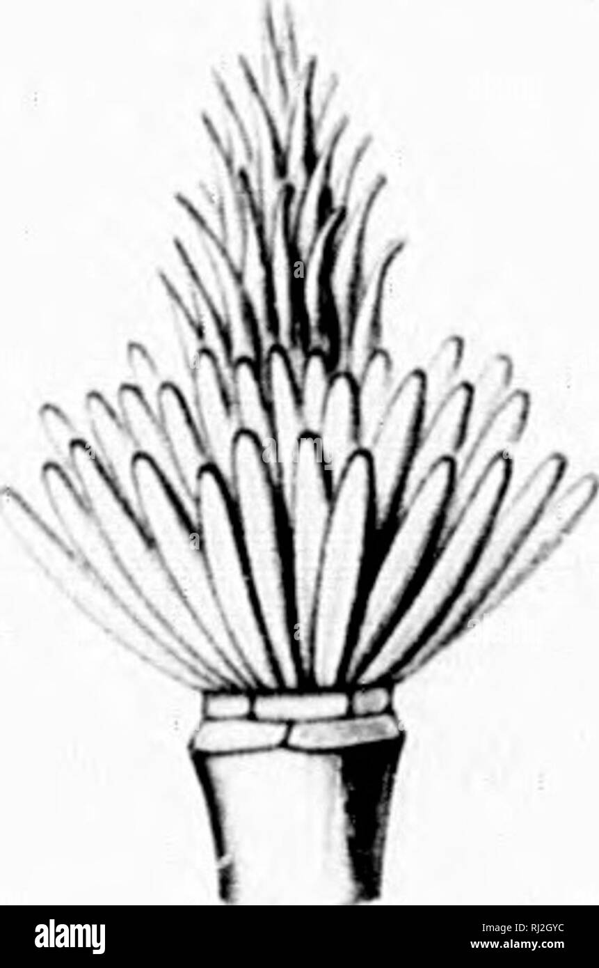 . Die Silva von Nordamerika [microform]: Eine Beschreibung der Bäume, die natürlich in Nordamerika exklusive von Mexiko wächst. Bäume; Bäume; Dicotyledons; Arbres; Arbres; Dicotylédones. [)&Lt; ^^y (^. Bitte beachten Sie, dass diese Bilder sind von der gescannten Seite Bilder, die digital für die Lesbarkeit verbessert haben mögen - Färbung und Aussehen dieser Abbildungen können nicht perfekt dem Original ähneln. extrahiert. Sargent, Charles Sprague, 1841-1897; Faxon, Charles Edward, 1846-1918. Boston; New York: Houghton Mifflin, Stockfoto