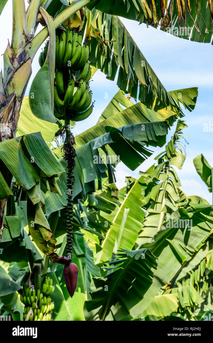 Bananen und Bananen Blume wächst auf bananenstaude am Ufer des Atitlán-See, Guatemala, Mittelamerika Stockfoto