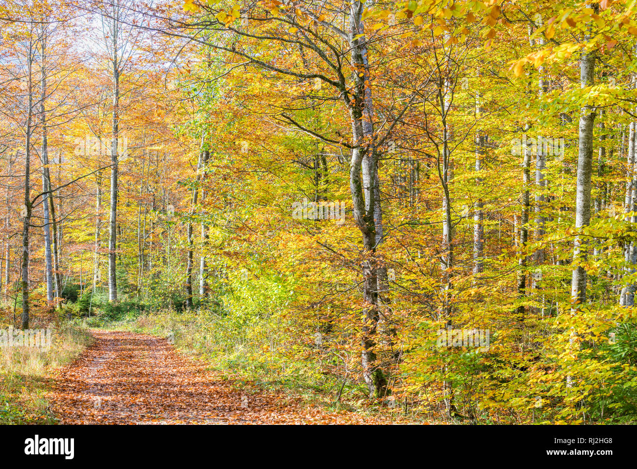 Wanderweg in einer Buche Wald im Herbst. Landkreis Bad Tölz-Wolfratshausen, Bayern, Deutschland. Stockfoto