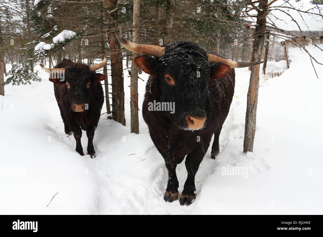 Quebec, Kanada. Ein paar der Saler Rinder stehen draußen im Schnee. Stockfoto